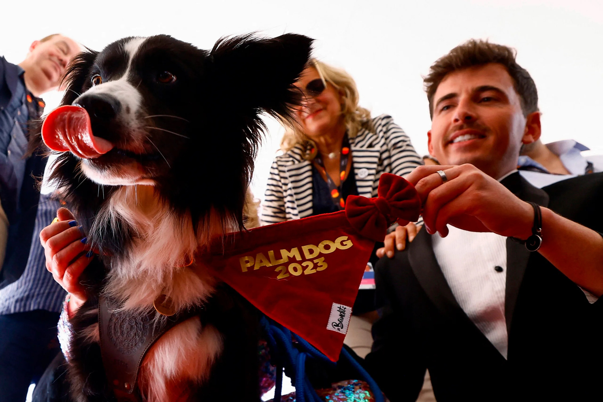 El perro de Messi tiene prohibido asistir a los Oscar 2024 - Foto 6. Chú chó Messi nhận giải Palm Dog 2023 - Ảnh: REUTERS