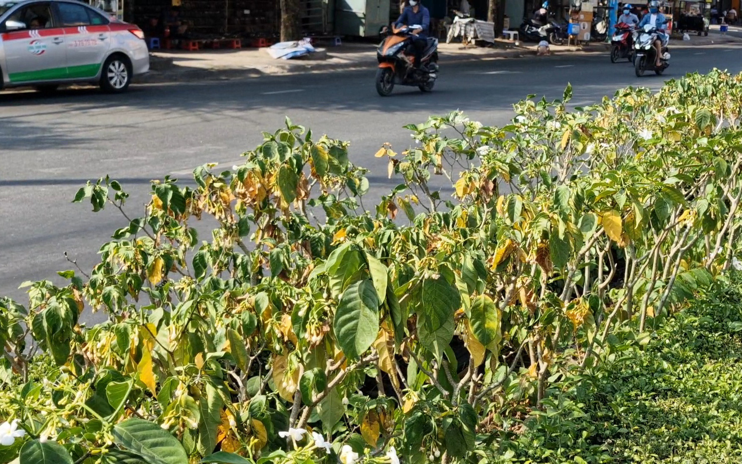 Cần Thơ bối rối với xe điện bốn bánh chạy trên đường phố- Ảnh 2. Hệ thống tưới tự động hơn 3 tỉ trục trặc, hàng loạt hoa kiểng héo chết