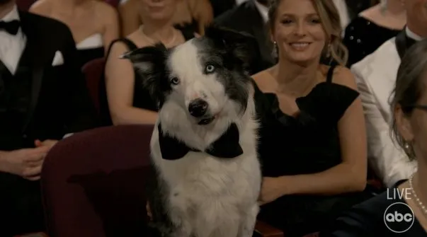 ناگفته هایی درباره مسی، ستاره ۴پای اسکار ۲۰۲۴ - عکس ۳. Trang phục của Messi tại Oscar 2024 - Ảnh: ABC