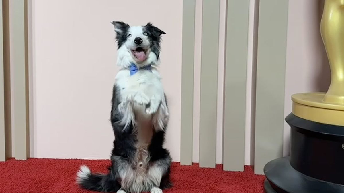 ناگفتههایی درباره مسی، ستاره ۴پای اسکار ۲۰۲۴ - عکس ۱. Chú chó Messi diễn trò trên thảm đỏ Oscar - Ảnh: Variety