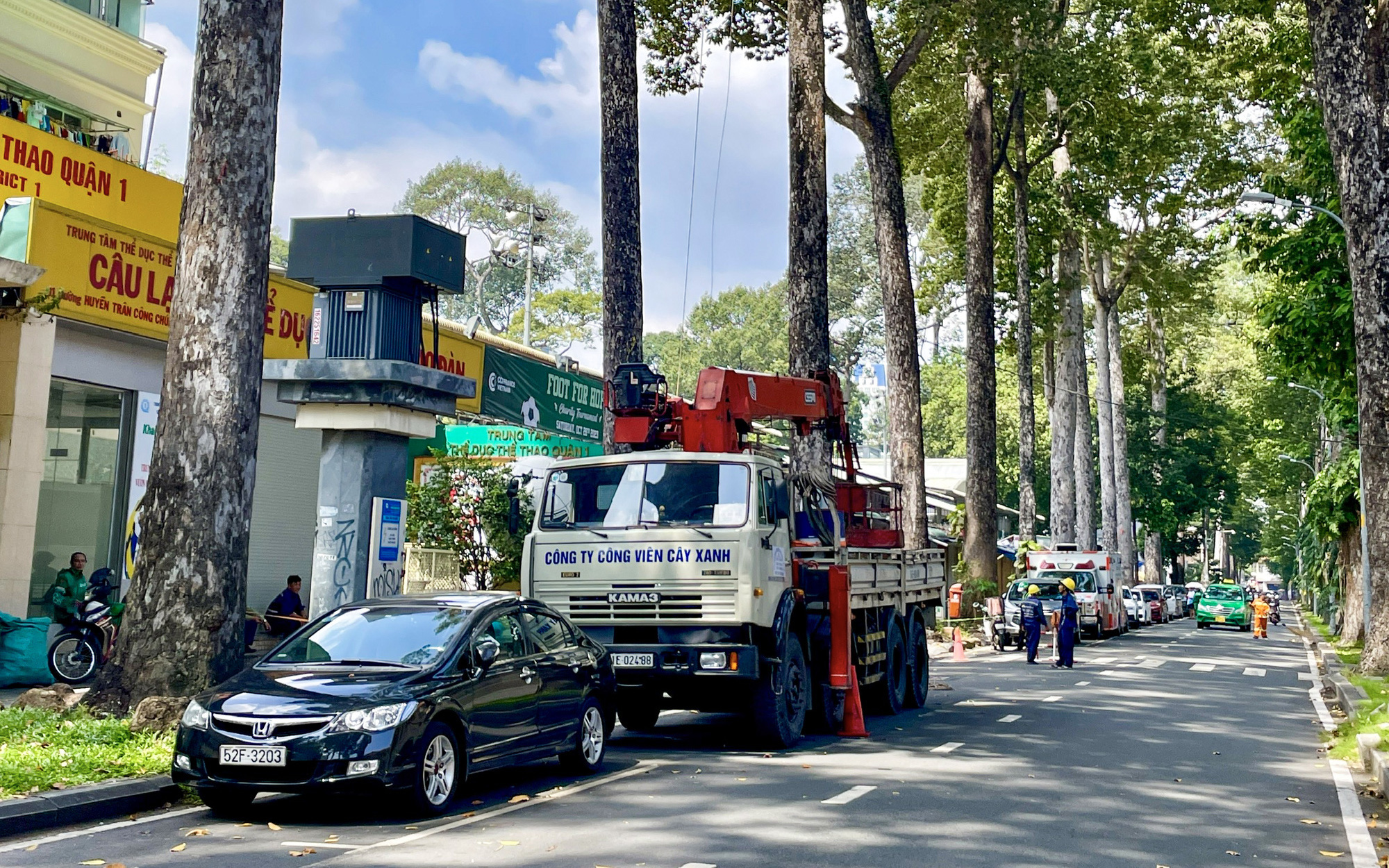 Chưa có quy định xử lý gỗ thu hồi sau đốn cây tại TP.HCM