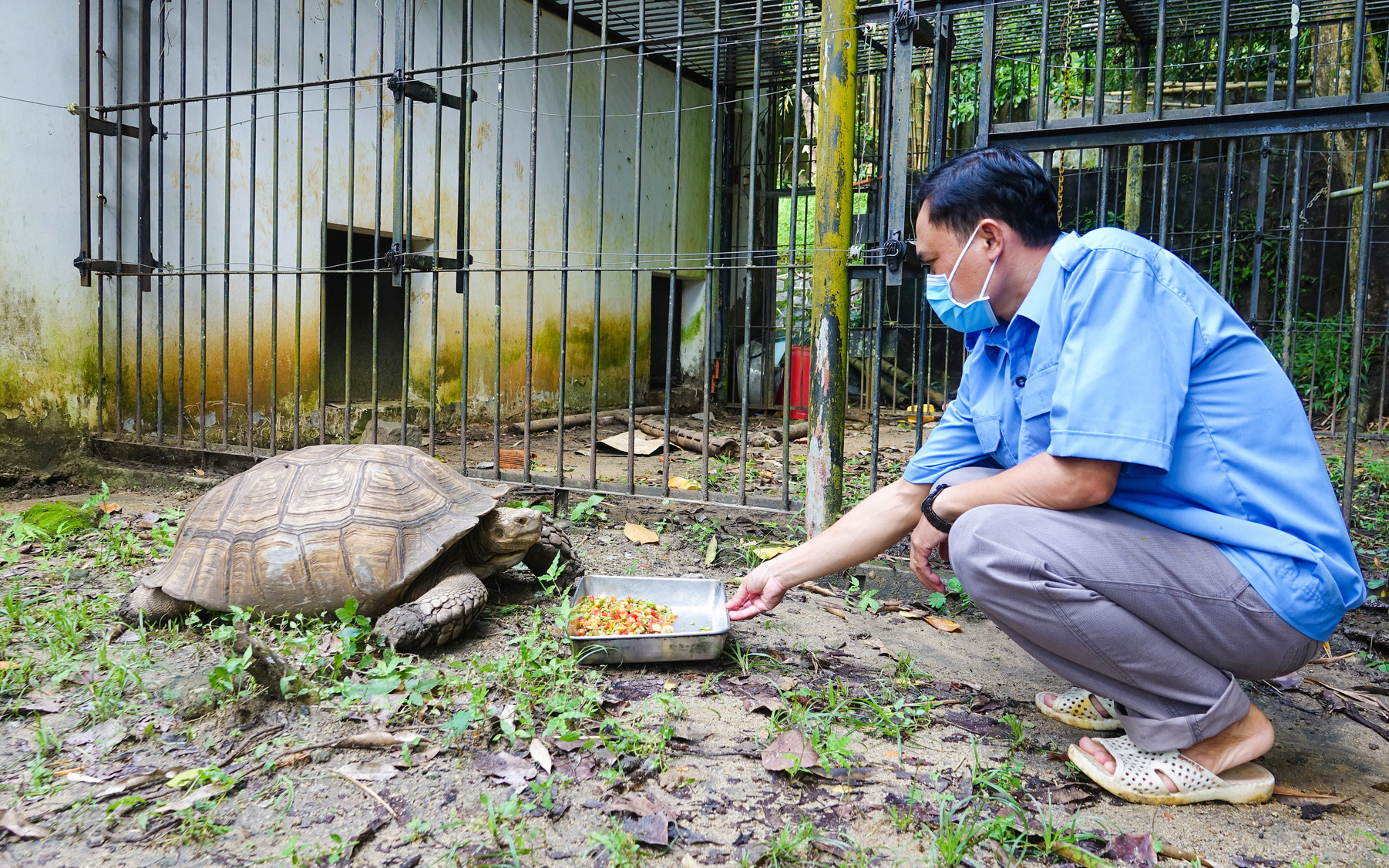 Đưa rùa, khỉ, trăn quý từ công viên về rừng tự nhiên - Ảnh 4.