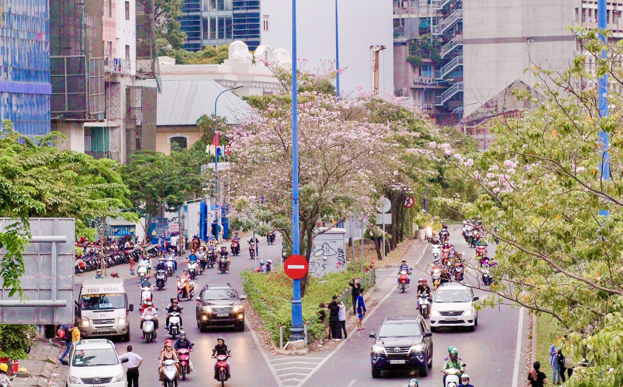 Vì sao hoa kèn hồng ở TP.HCM không nở rộ, có cây còn 'không chịu nở bông'?- Ảnh 8. Vì sao hoa kèn hồng ở TP.HCM không nở rộ, có cây còn 'không chịu nở bông'?- Ảnh 8.