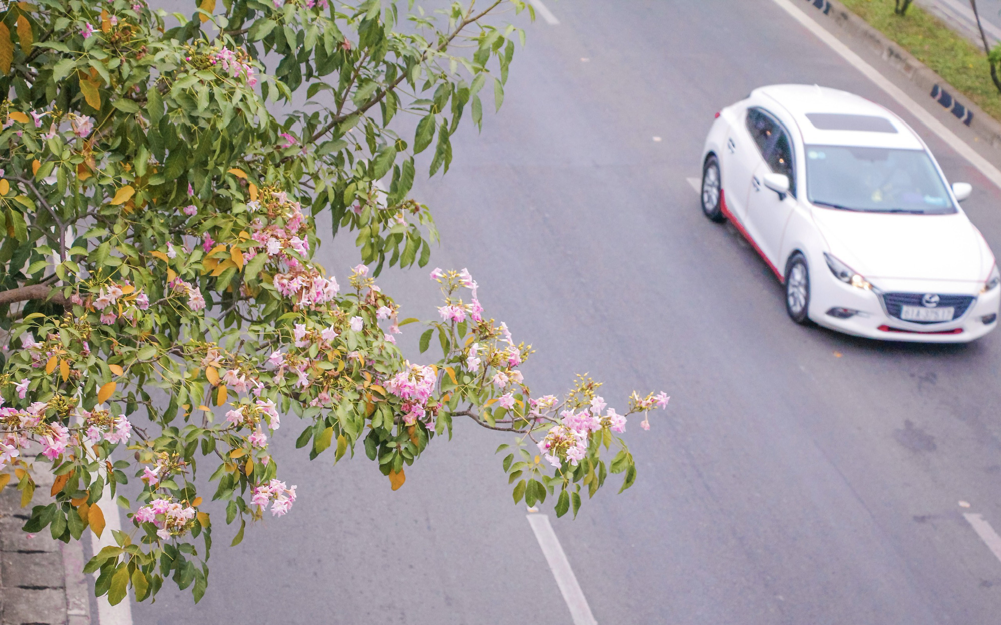 Vì sao hoa kèn hồng ở TP.HCM không nở rộ, có cây còn "không chịu nở bông"?
