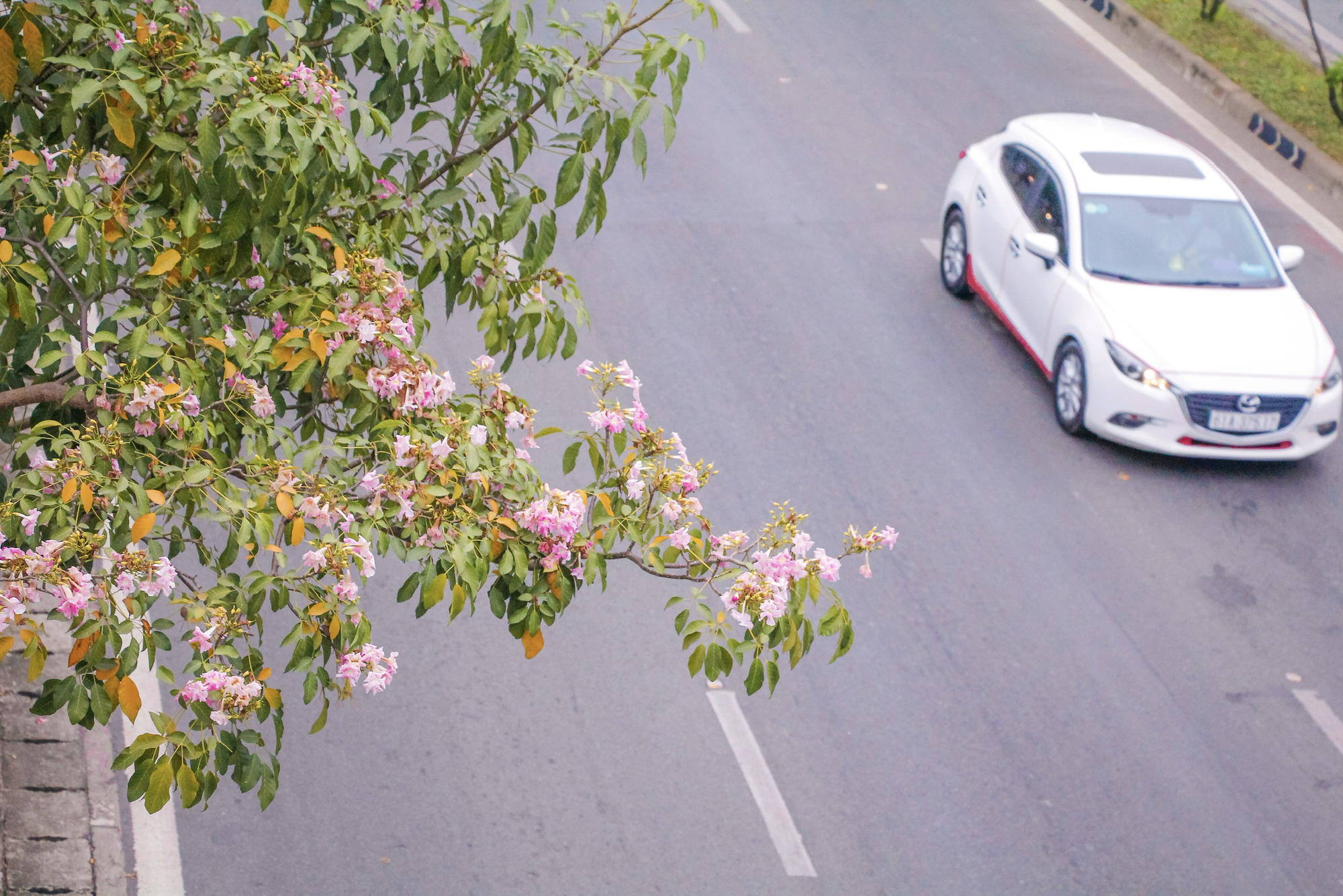 Vì sao hoa kèn hồng ở TP.HCM không nở rộ, có cây còn 'không chịu nở bông'?- Ảnh 9. Vì sao hoa kèn hồng ở TP.HCM không nở rộ, có cây còn 'không chịu nở bông'?- Ảnh 9.