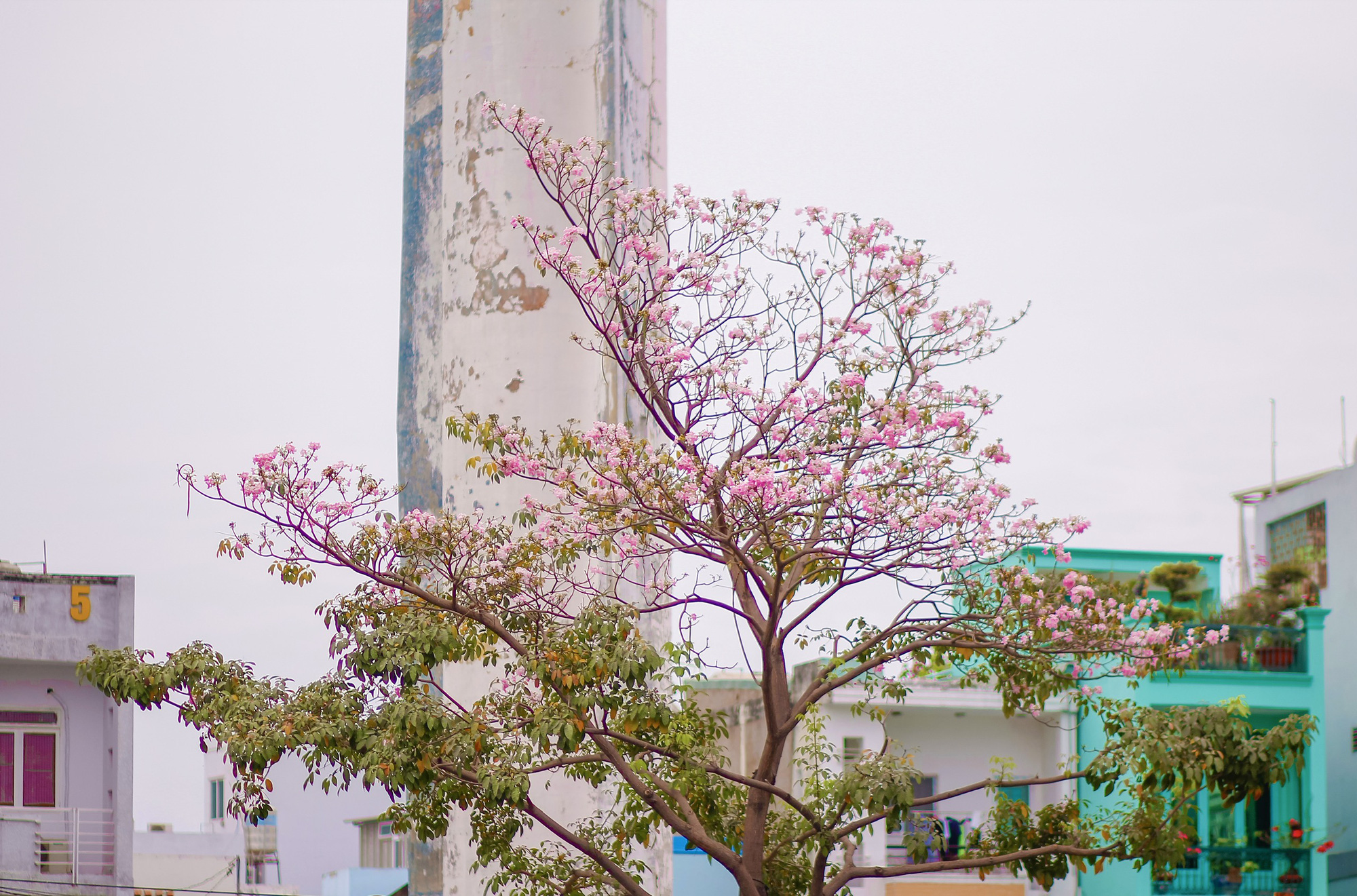 Vì sao hoa kèn hồng ở TP.HCM không nở rộ, có cây còn 'không chịu nở bông'?- Ảnh 11. Vì sao hoa kèn hồng ở TP.HCM không nở rộ, có cây còn 'không chịu nở bông'?- Ảnh 11.