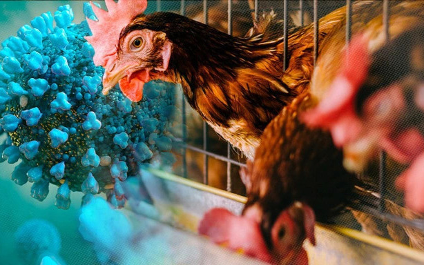 Vụ nhiễm cúm A/H5 ở Khánh Hòa: Đã xác định được loại kháng nguyên N trong vi rút cúm- Ảnh 3. Khánh Hòa có ca nhiễm cúm A H5 trên người chưa rõ nguồn lây