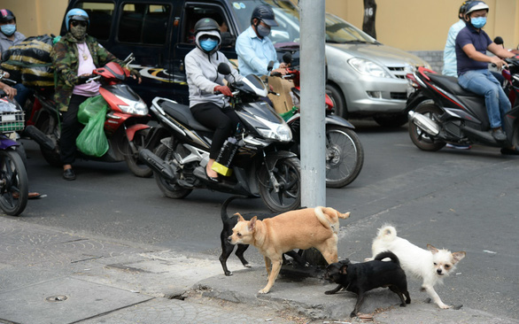 TP.HCM đề xuất nuôi chó, mèo phải đăng ký, khuyến khích gắn chip