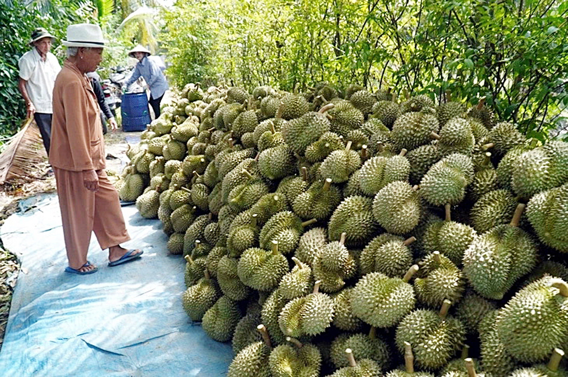 Việc phát triển quá nóng dẫn tới nhiều vấn đề về chất lượng và mã số vùng trồng sầu riêng, ảnh hưởng đến khả năng xuất khẩu - Ảnh: MẬU TRƯỜNG