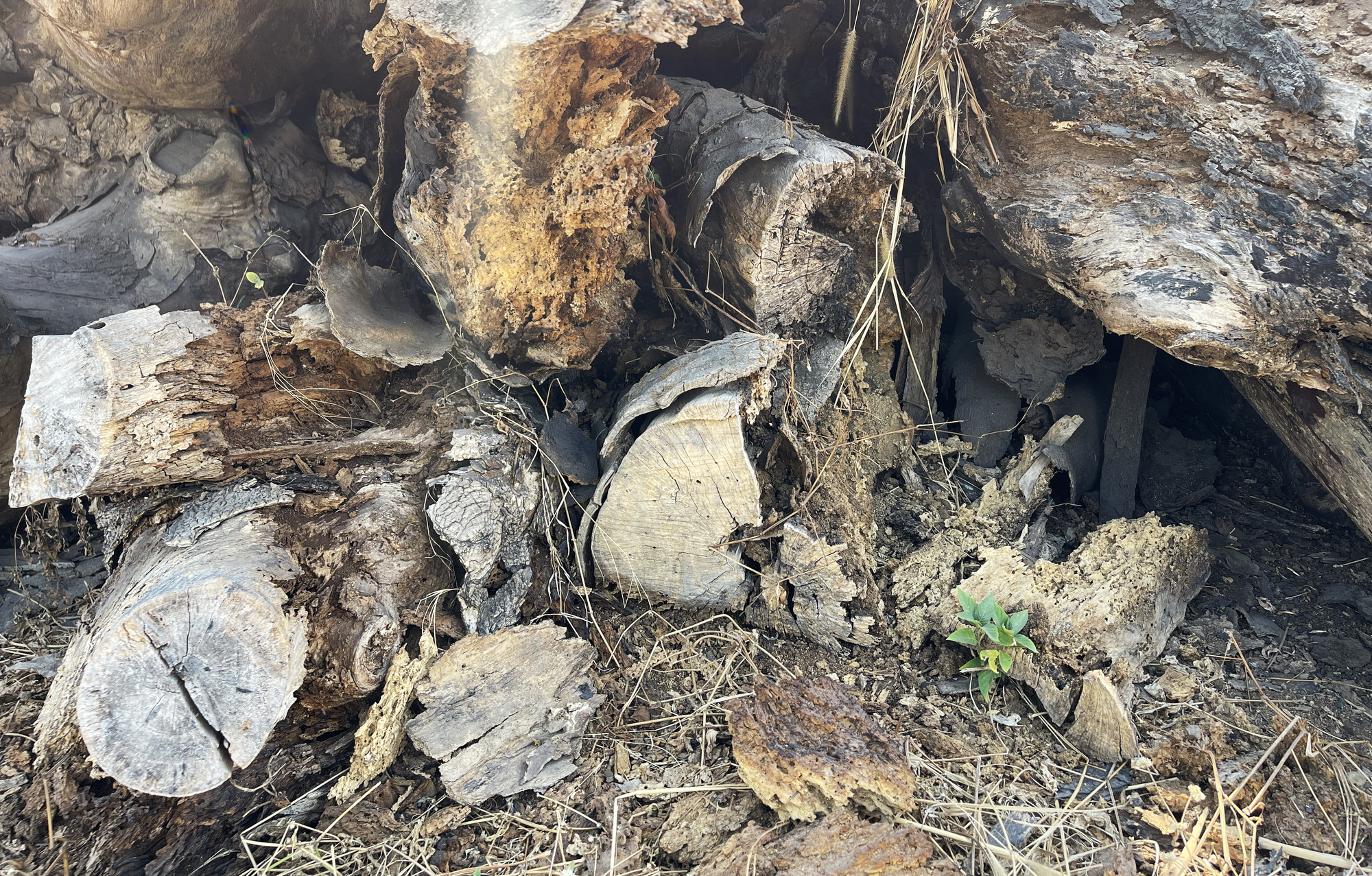 Gỗ lớn từ đốn cây xanh ở TP.HCM phơi mưa nắng, bị mối mọt khi chưa kịp đấu giá- Ảnh 5.