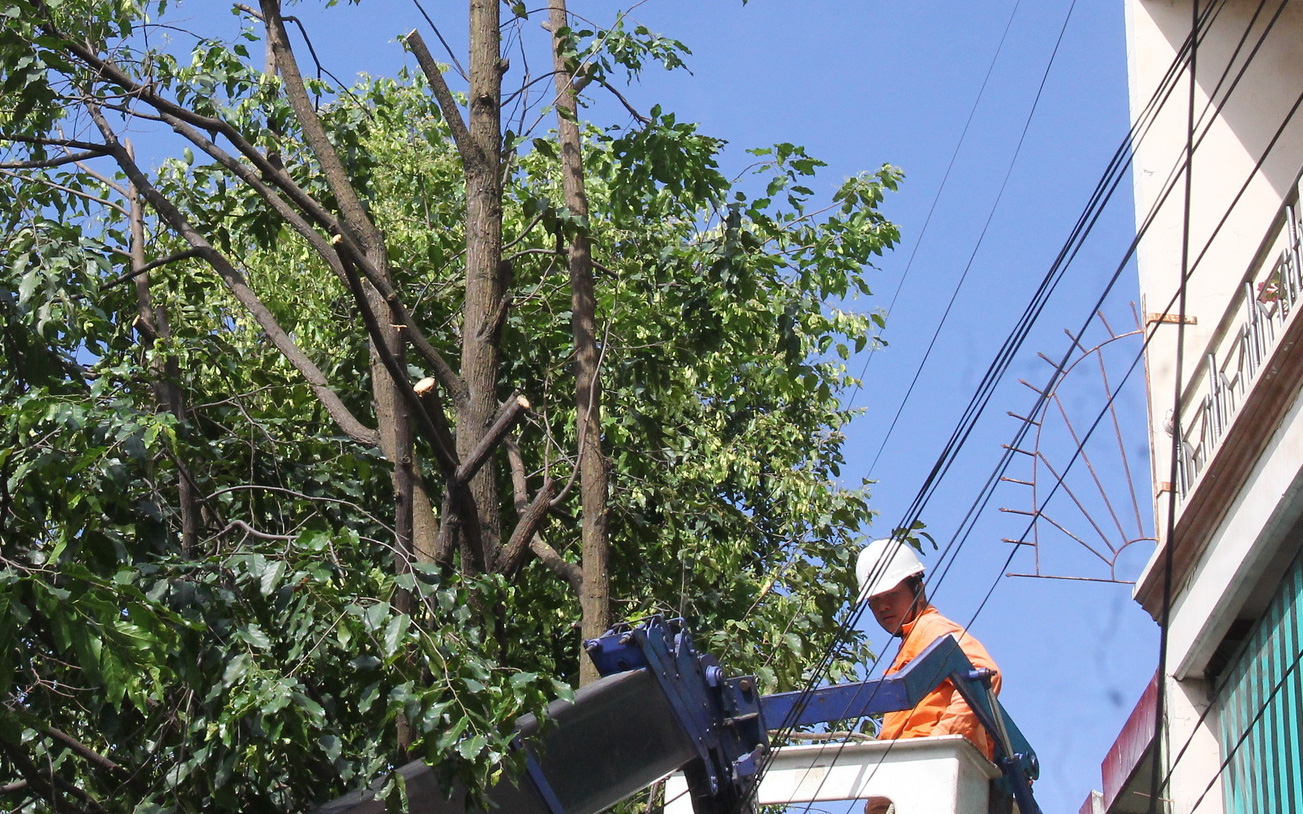 Vì sao hàng cây hoa sữa ở cổng Trường THPT Trần Quốc Tuấn, TP Quảng Ngãi bị đốn hạ - Ảnh 7.