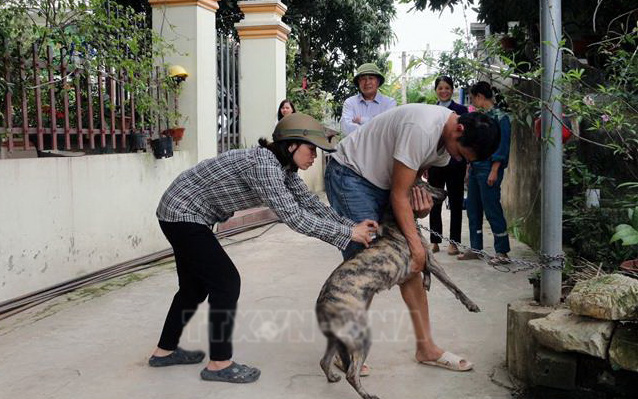 WHO cảnh báo nguy cơ bò ở khắp thế giới bị nhiễm vi rút cúm gia cầm H5N1- Ảnh 2. Người chết do bệnh dại, cúm A/H5N1 tăng: Cảnh báo dịch sẽ diễn biến phức tạp