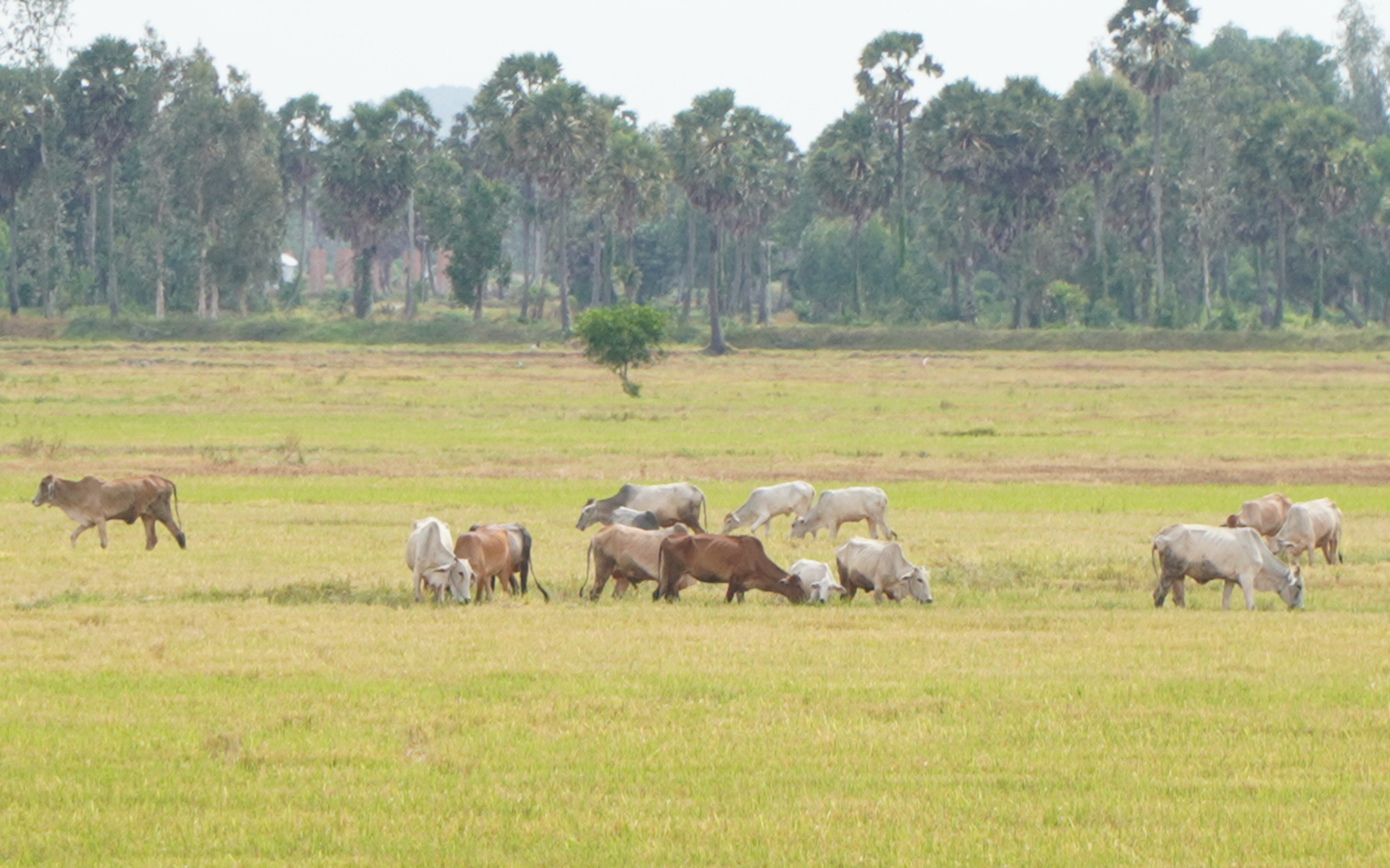 Miền núi Quảng Nam đón mưa giải nhiệt, cây cối bật gốc ngã đổ trên đường- Ảnh 8. An Giang phát cảnh báo mưa dông và sấm sét sau đợt nắng nóng kéo dài