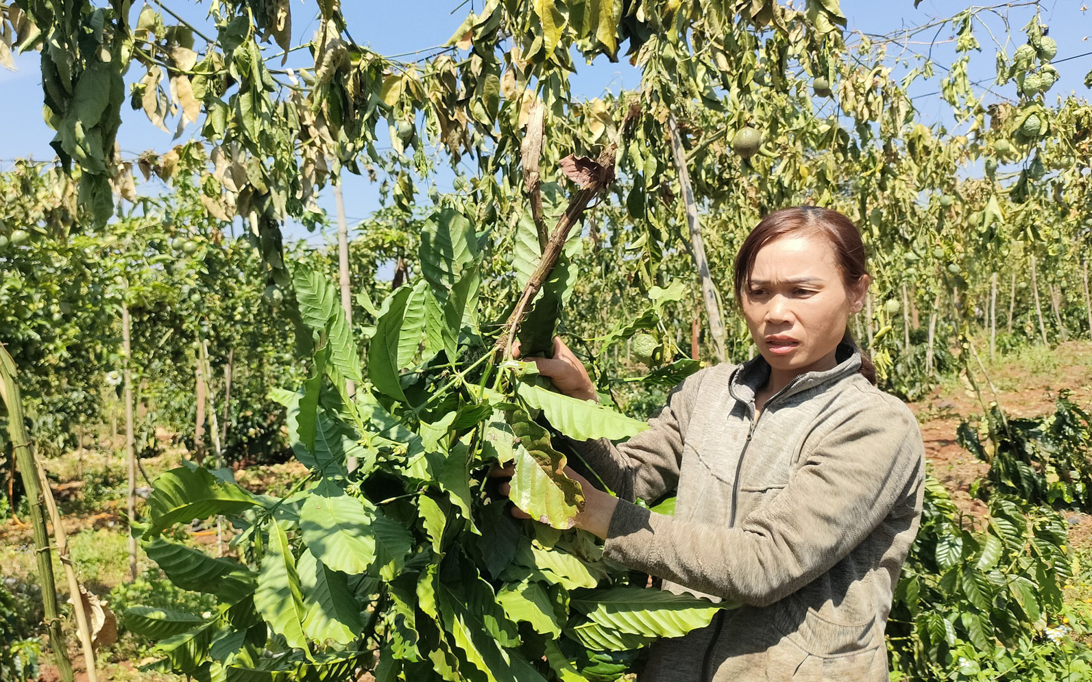 Bắt thủ phạm chặt phá vườn cà phê của người phụ nữ đơn thân - Ảnh 3.