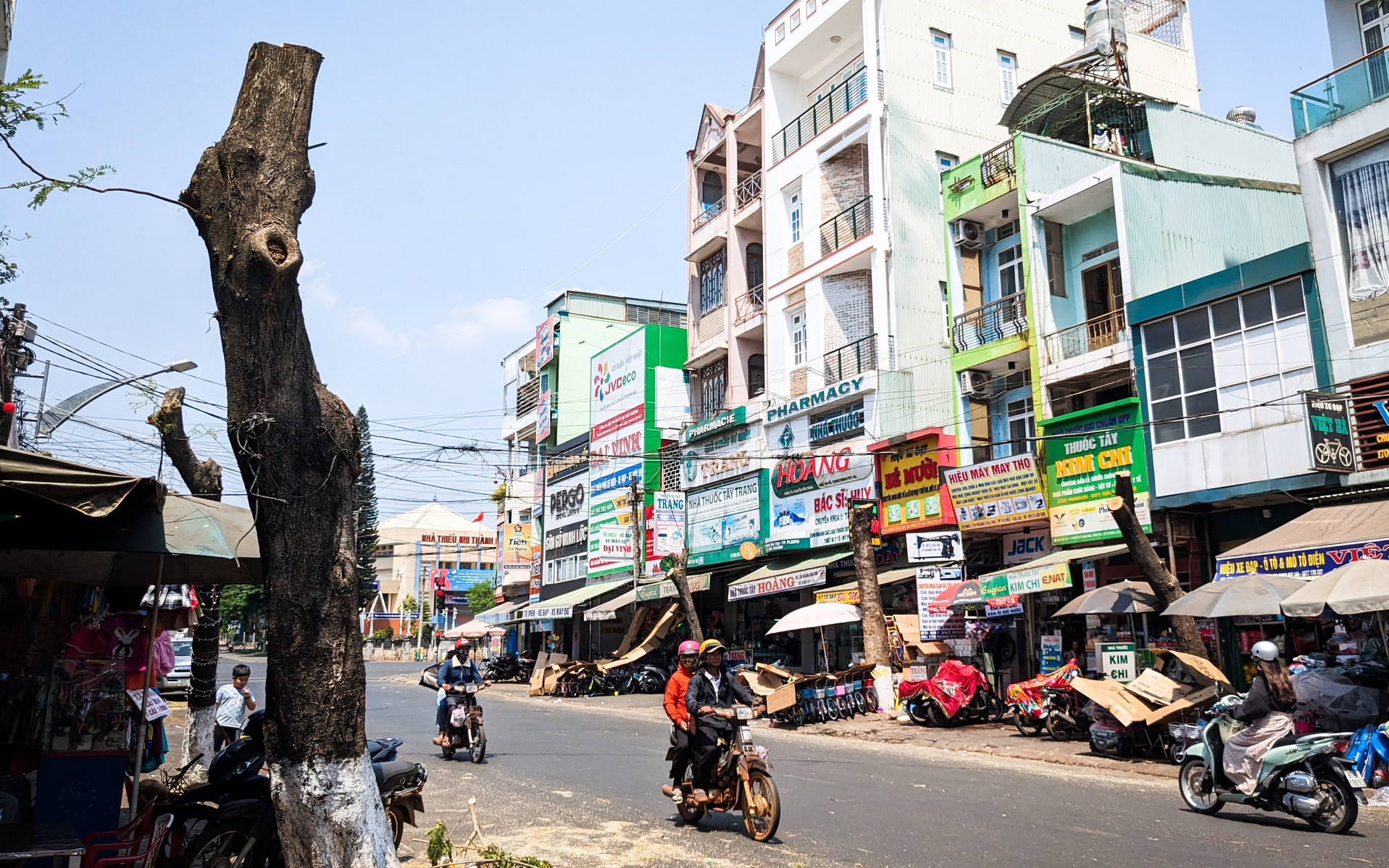 Hàng cổ thụ trên đường Hoàng Văn Thụ ở phố núi Pleiku bị cưa sát gốc- Ảnh 7. Tiếc nuối hàng chục gốc phượng giữa Pleiku bị cưa ngang thân