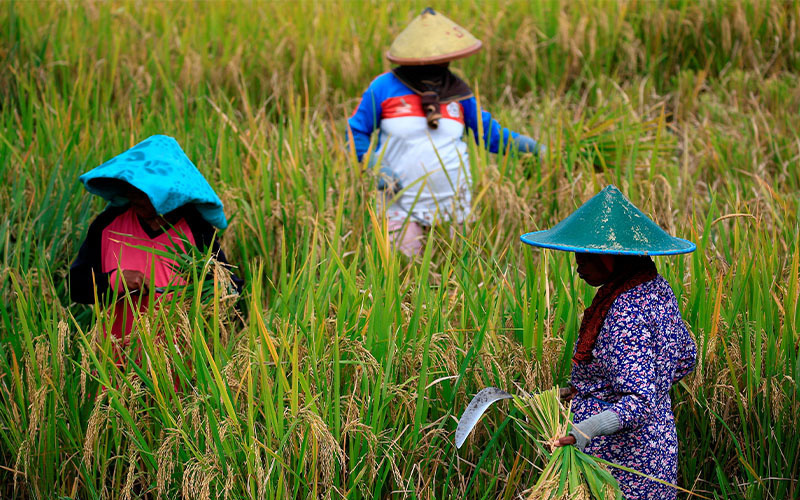 Tầng lớp trung lưu giảm sau đại dịch, kinh tế Indonesia như bị 'hậu COVID' - Ảnh 2.