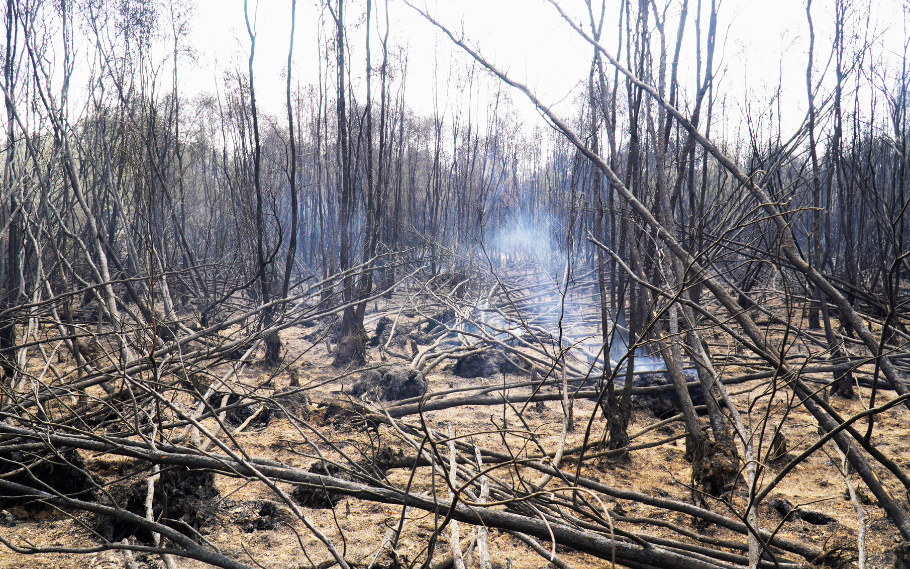 Cà Mau đã cơ bản khống chế được đám cháy rừng