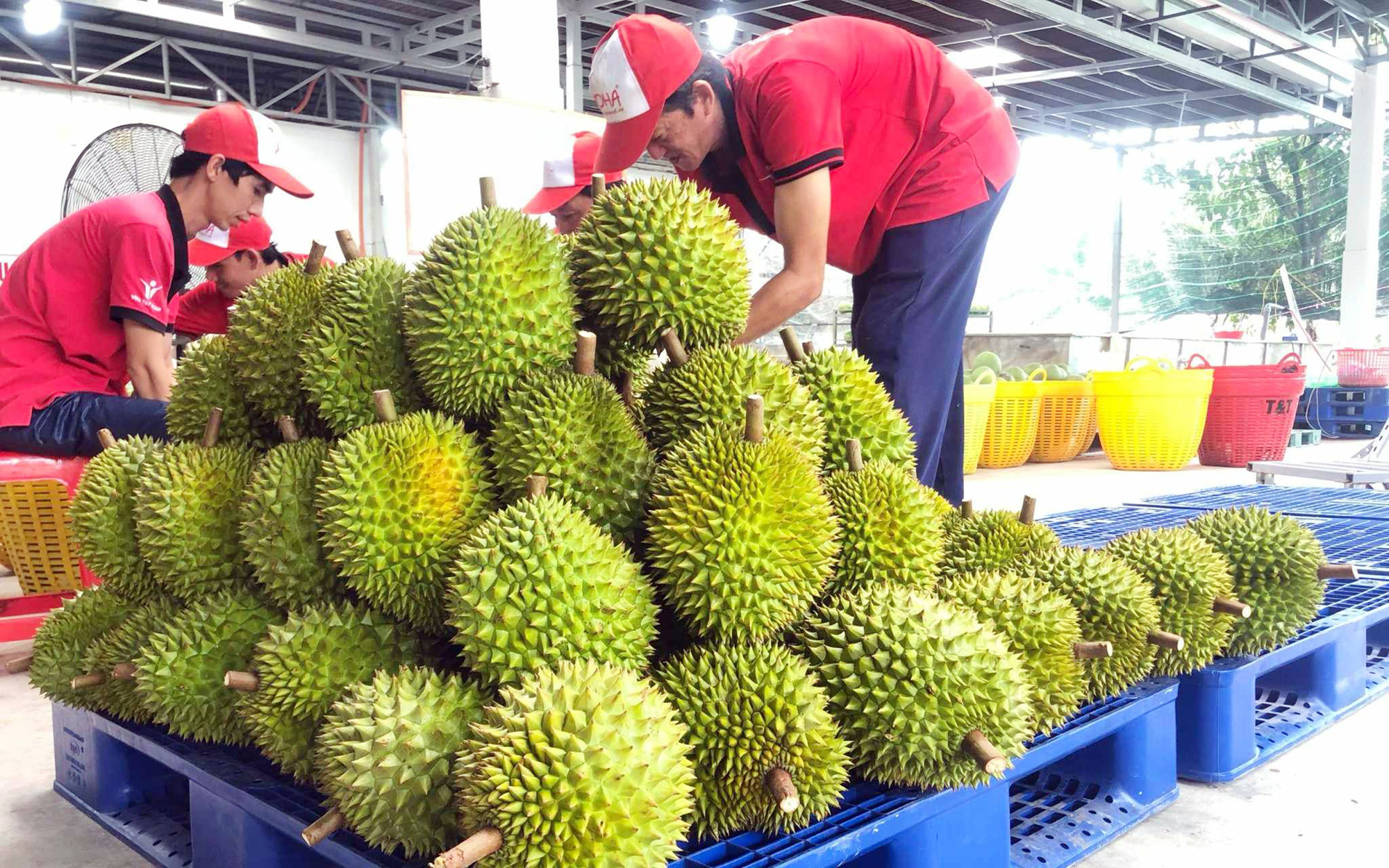 Hàng loạt nông sản Việt rất 