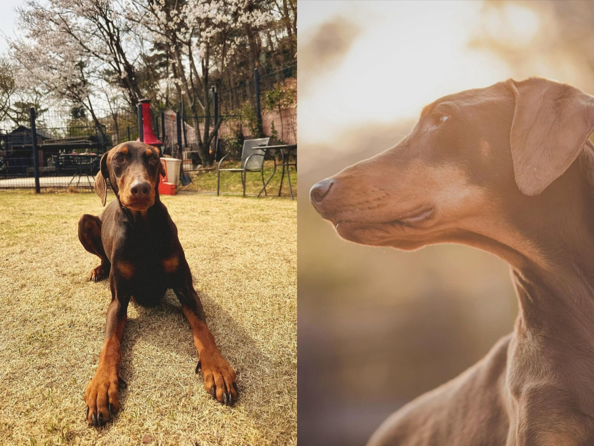 Bams foto delat av Jungkook på Instagram Hình ảnh của Bam được Jungkook chia sẻ trên Instagram