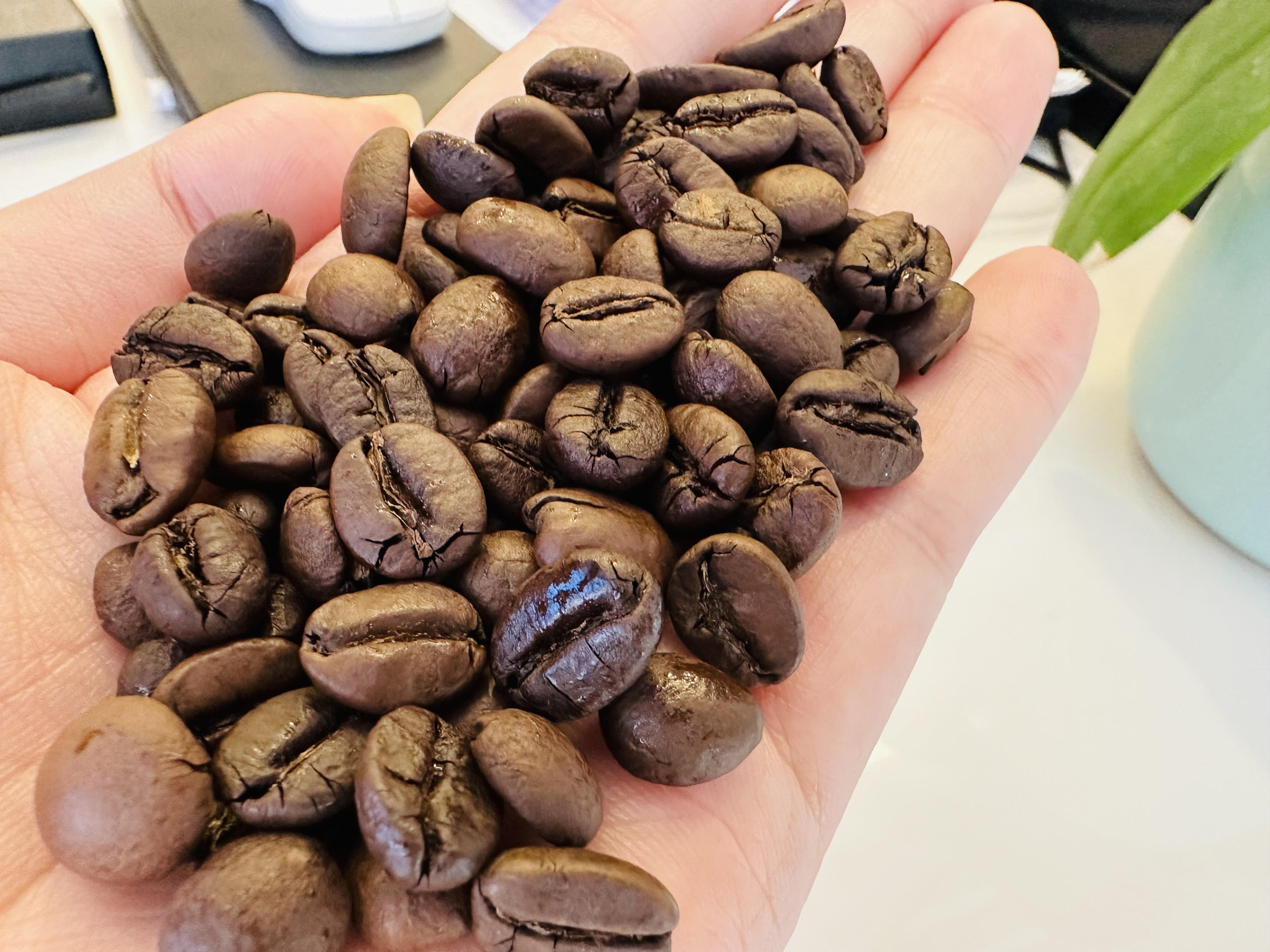 Giá cà phê tăng hơn 114.000 đồng/kg, nhiều nông dân tiếc nuối - Ảnh: THẢO THƯƠNG