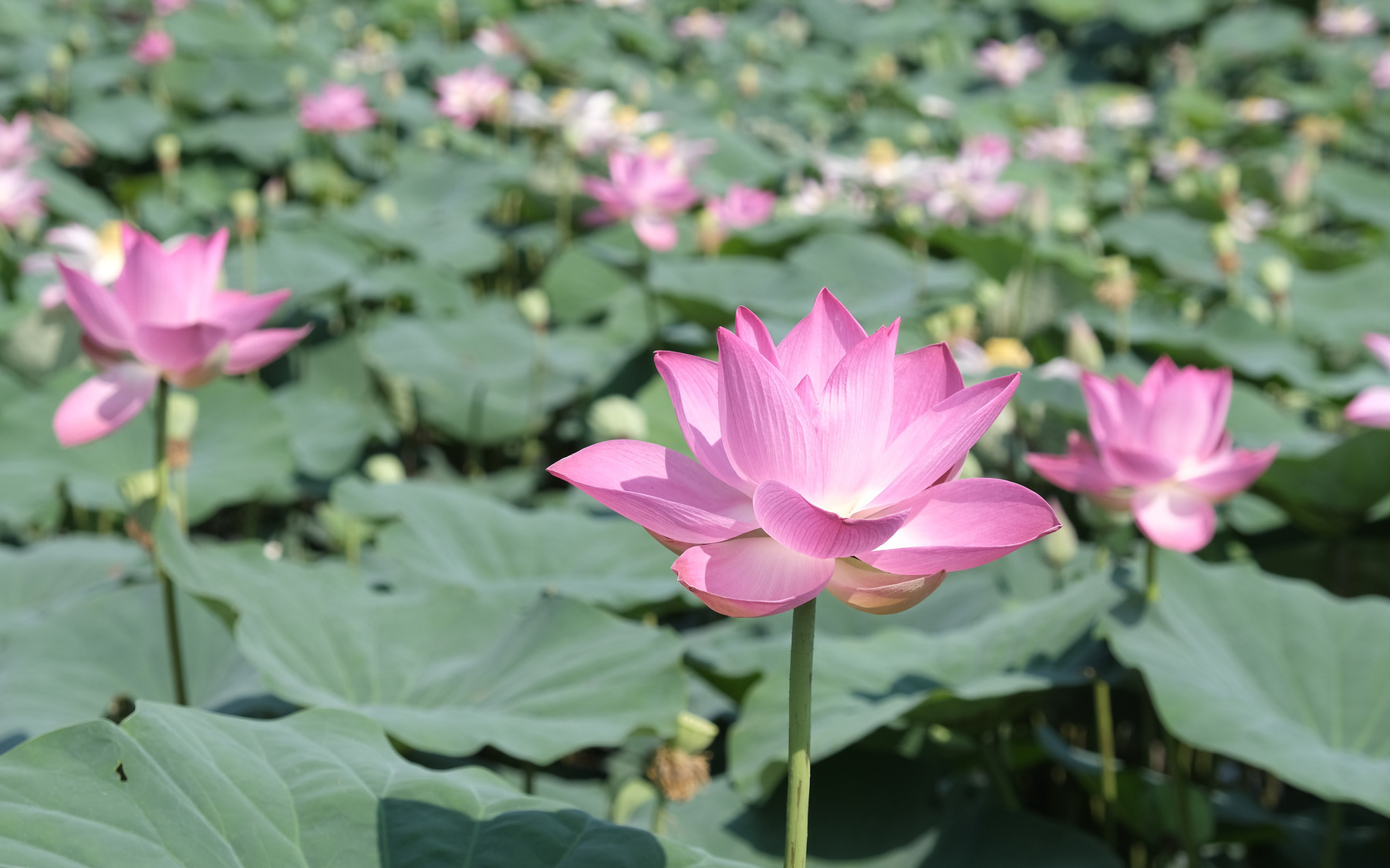 Trải nghiệm mùa nước nổi miền Tây và những món ngon hút hồn - Ảnh 12.