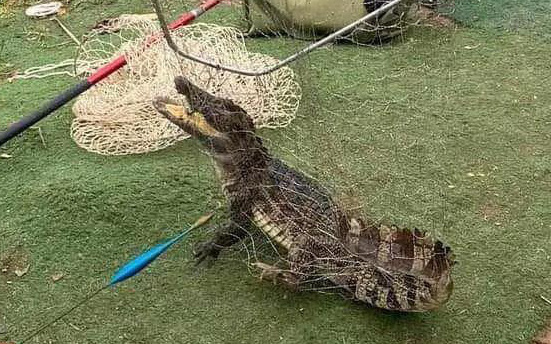 Dân câu được cá sấu từ hồ ở Hà Nội, chính quyền nói