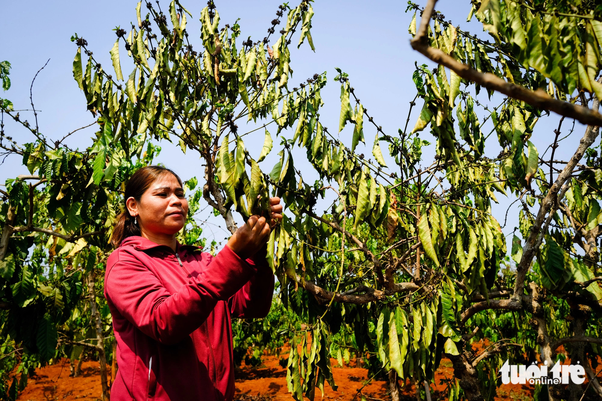 Cà phê cháy lá giữa mùa khô khốc liệt ở Tây Nguyên- Ảnh 3. Nhiều rẫy cà phê của đồng bào tại xã Ia Kriêng đã héo lá, đang chết dần do khô hạn - Ảnh: TẤN LỰC