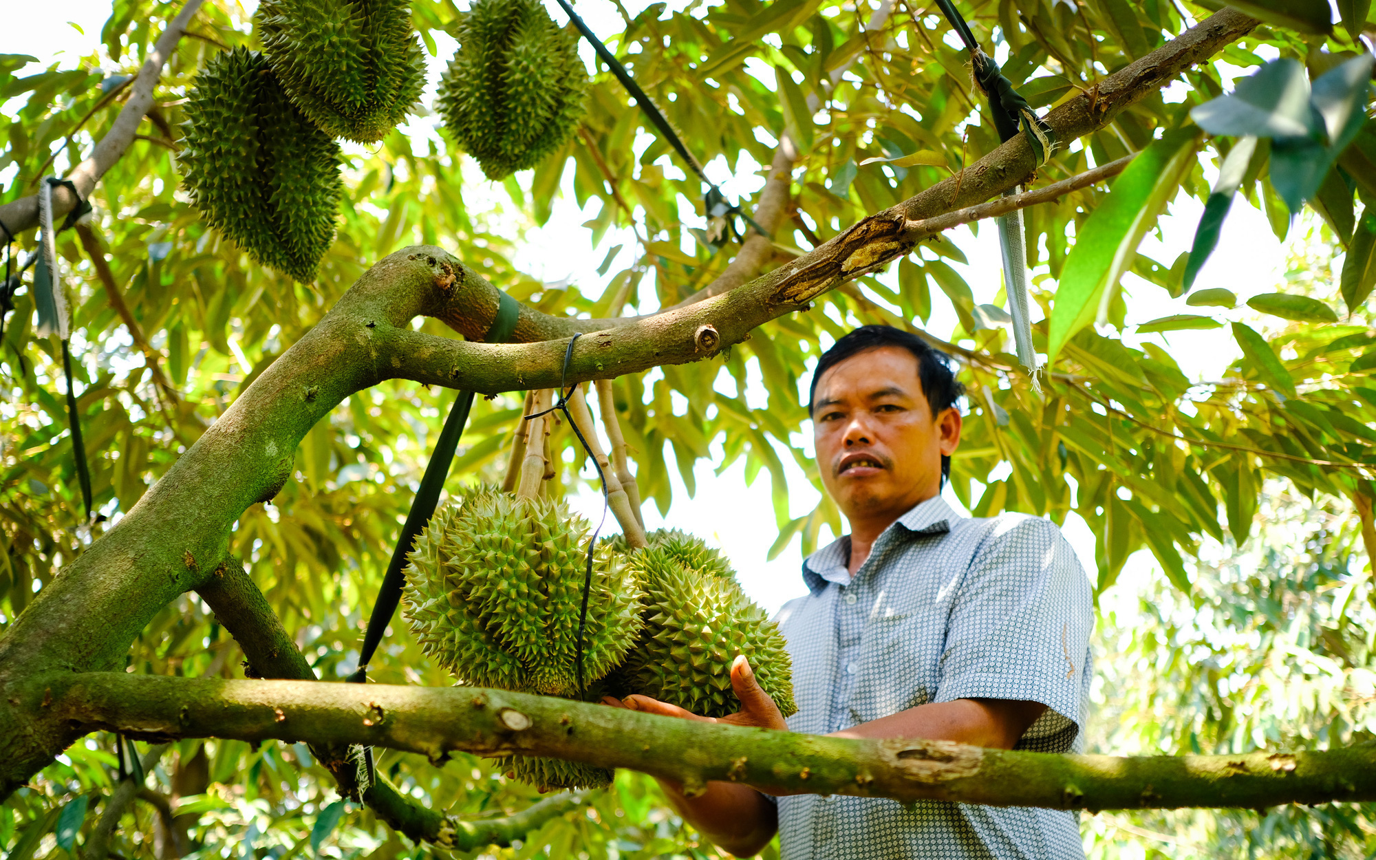 Đua chặt hồ tiêu, cao su... để trồng sầu riêng- Ảnh 2. Bỏ tiền tỉ đào ao cứu sầu riêng, trong cơn đại hạn