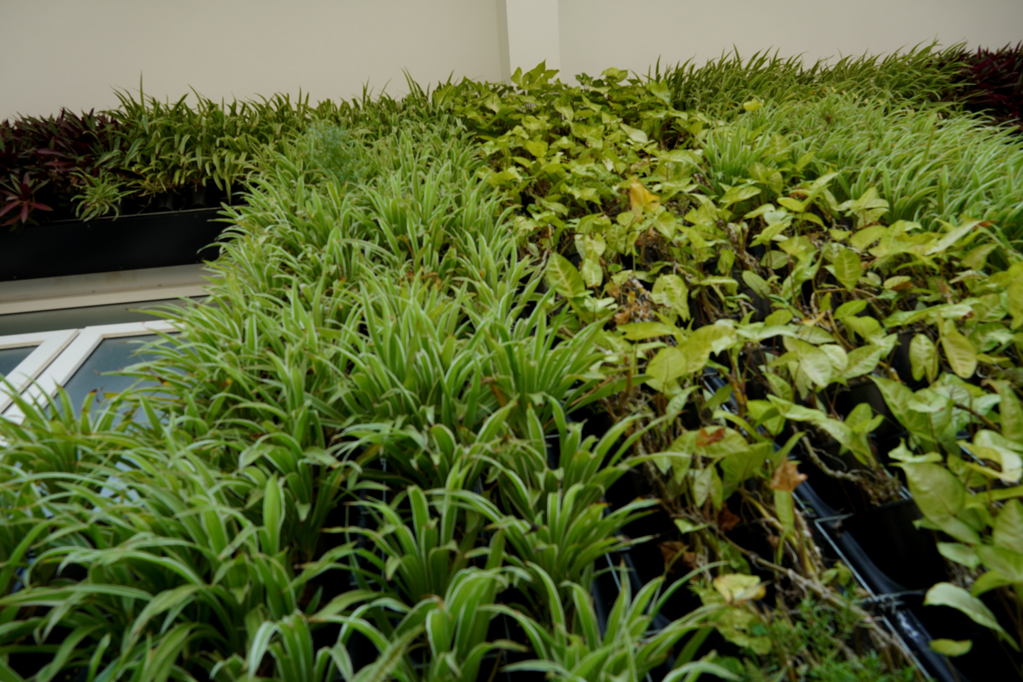 Cây xanh trồng trên tường được lắp đặt hệ thống tưới tự động từ bể chứa nên quanh năm xanh tốt - Ảnh: QUỐC NAM