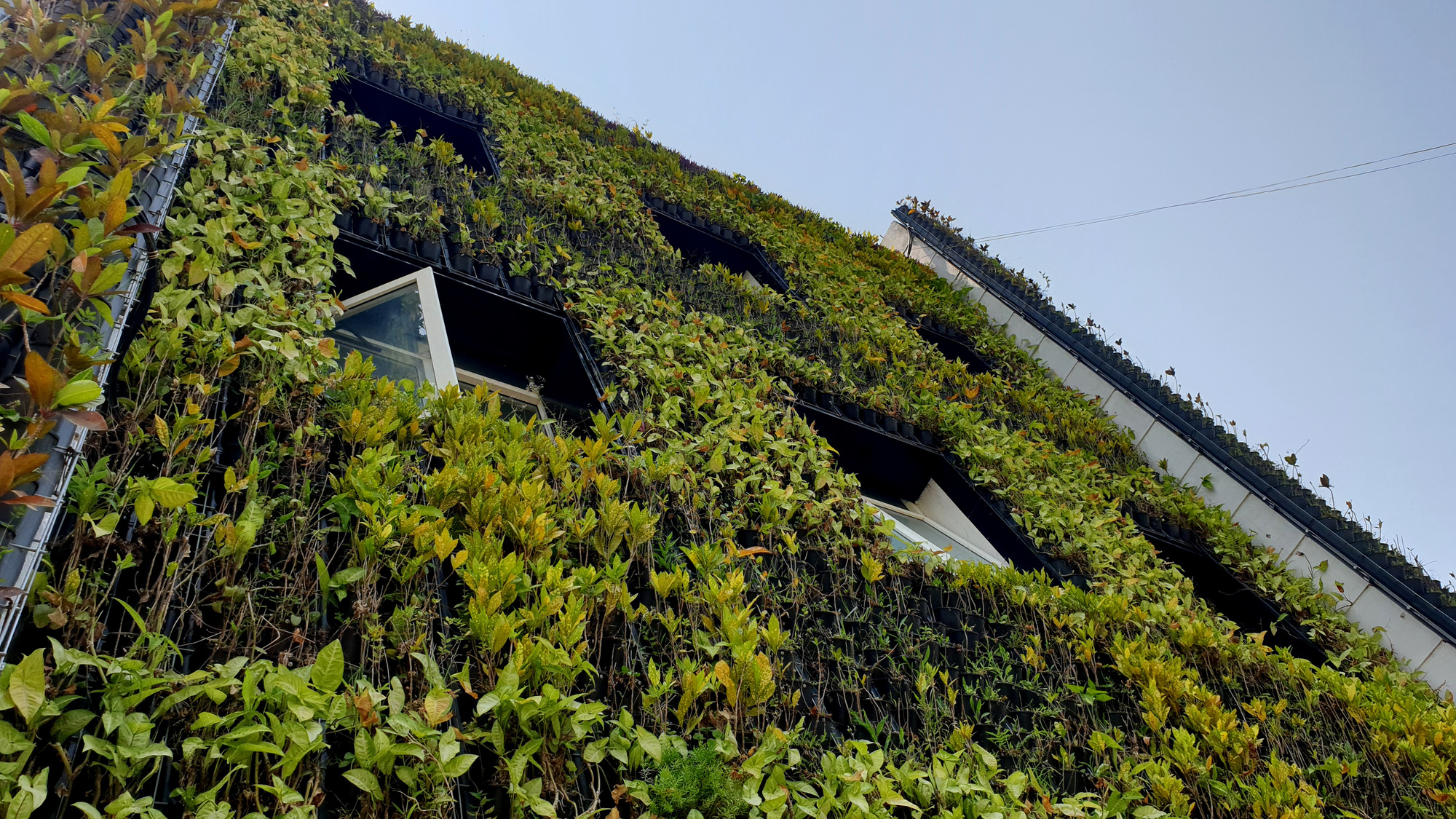 Toàn bộ các mảng tường được phủ cây xanh như rừng nhiệt đới khiến trụ sở Ban quản lý dịch vụ công ích TP Đồng Hới chống chịu với các đợt nắng nóng gay gắt - Ảnh: QUỐC NAM
