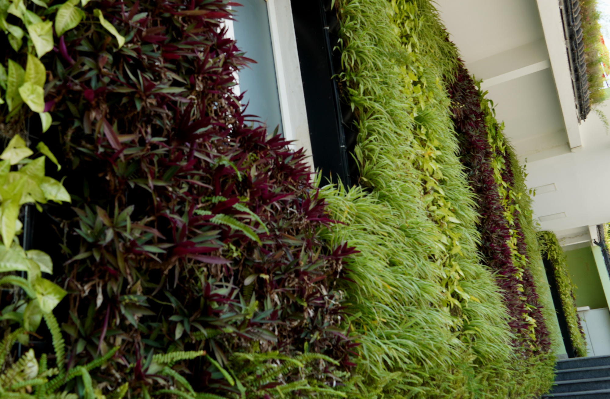 Thảm cây xanh tươi tốt trên bức tường dù ít phải dụng công chăm sóc - Ảnh: QUỐC NAM 