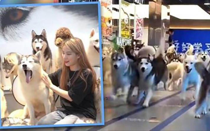 100 con chó Husky 
