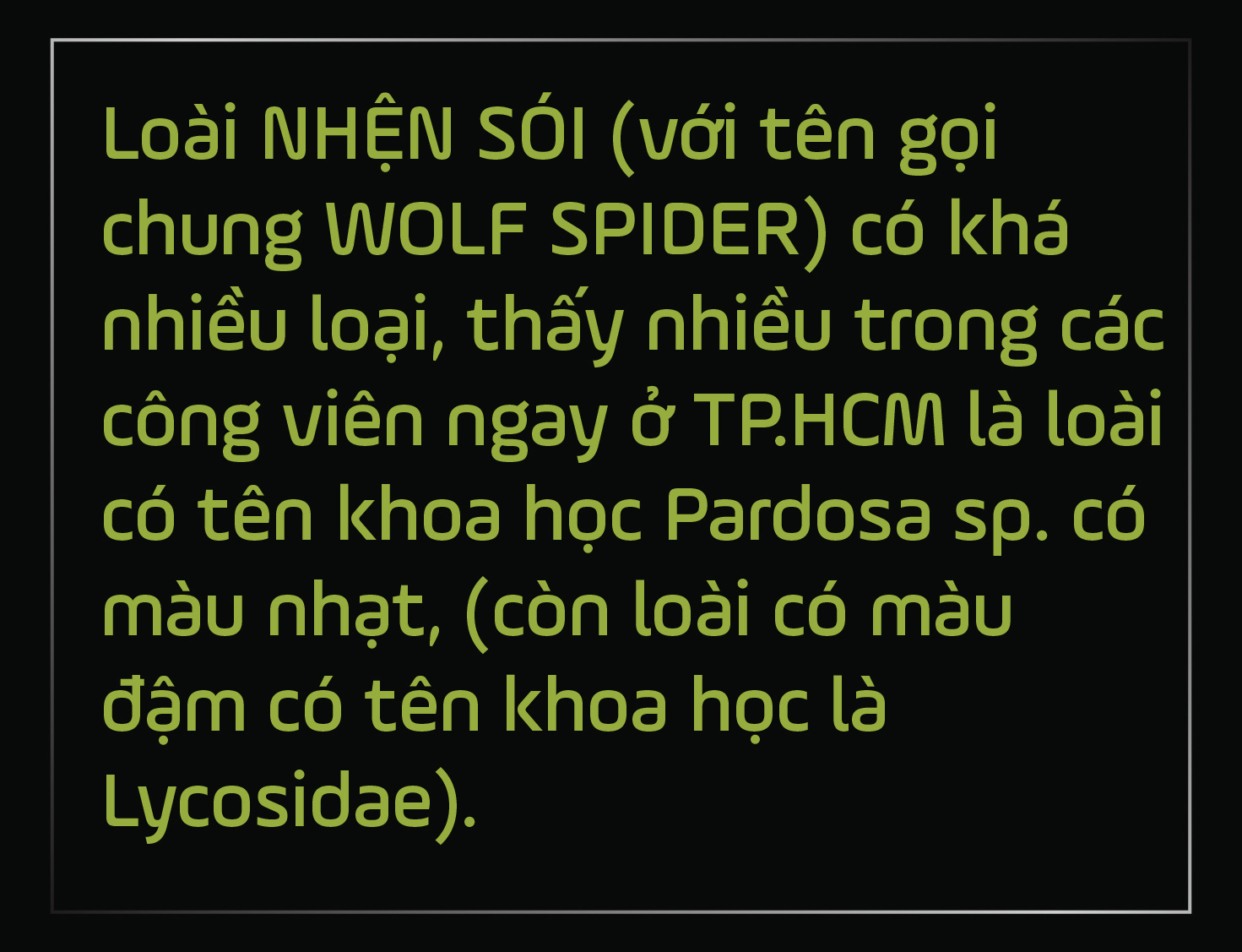 Cận cảnh loài nhện sói trong khu vườn của chúng ta- Ảnh 1.