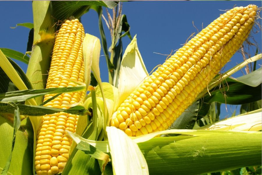 Nghệ sĩ không ăn bắp khi ở trên phim trường vì sợ nói lắp bắp Nghệ sĩ không ăn bắp khi ở trên phim trường vì sợ nói lắp bắp