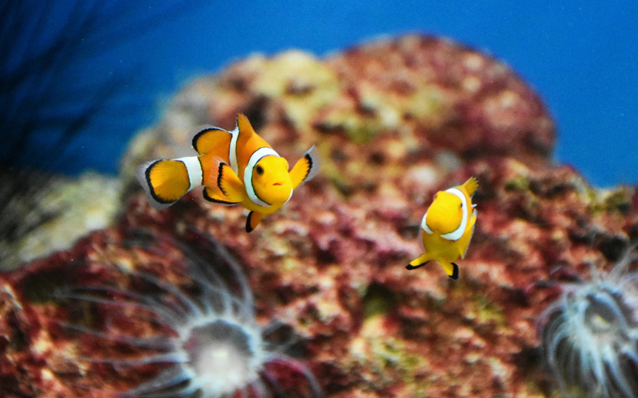 Nha Trang vào top 8 thành phố ven biển đẹp nhất thế giới cho người nghỉ hưu- Ảnh 2. Bảo tàng Hải dương học ở Nha Trang đổi mới, khách say mê thế giới sinh vật biển