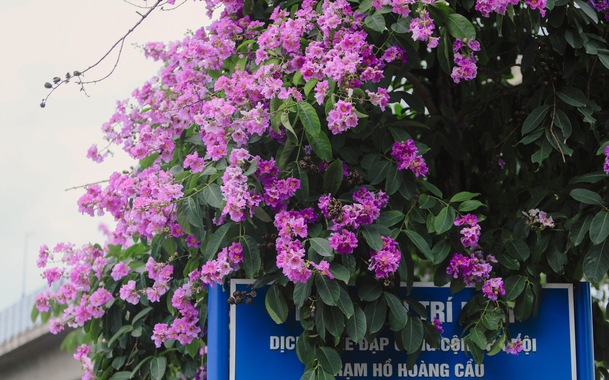 Hội chị em rần rần đua nhau làm gỏi hoa bằng lăng- Ảnh 3. Bằng lăng mộng mơ nhuộm tím phố phường Hà Nội