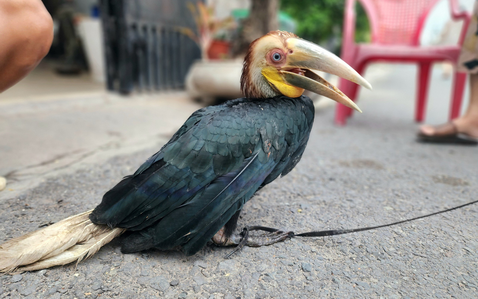 Chặt tre trong vườn nhà ở quận Bình Thạnh, bắt được cặp cu li quý hiếm- Ảnh 3. Người dân ở TP.HCM bắt được chim quý thuộc họ hồng hoàng
