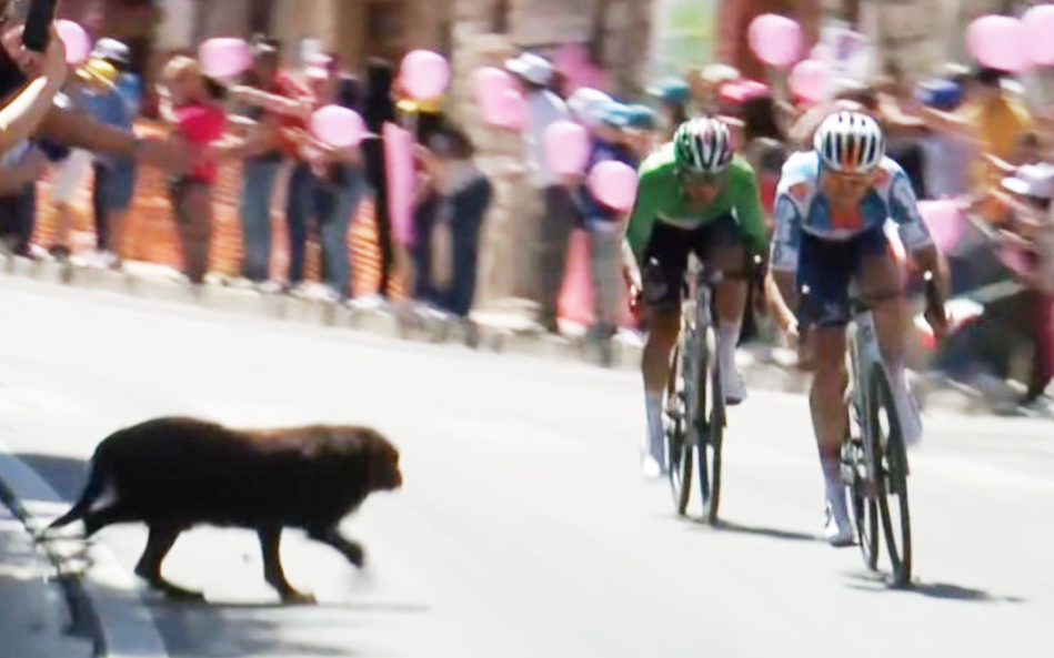 Chú chó "đi lạc" gây hỗn loạn đường đua Giro d’Italia 2024