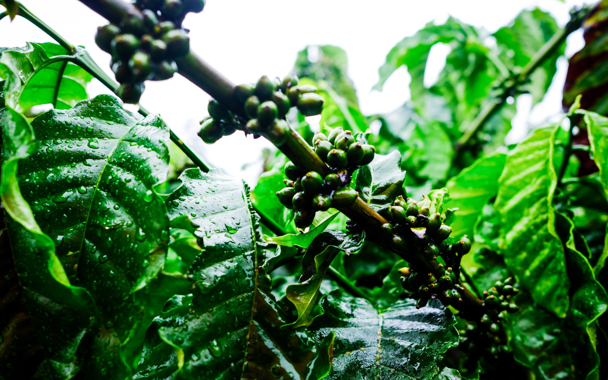 Napoli Coffee tham gia triển lãm Công nghiệp Cà phê Quốc tế Côn Sơn- Ảnh 4. Tây Nguyên đón mưa to, cà phê, chanh dây tươi tỉnh trở lại