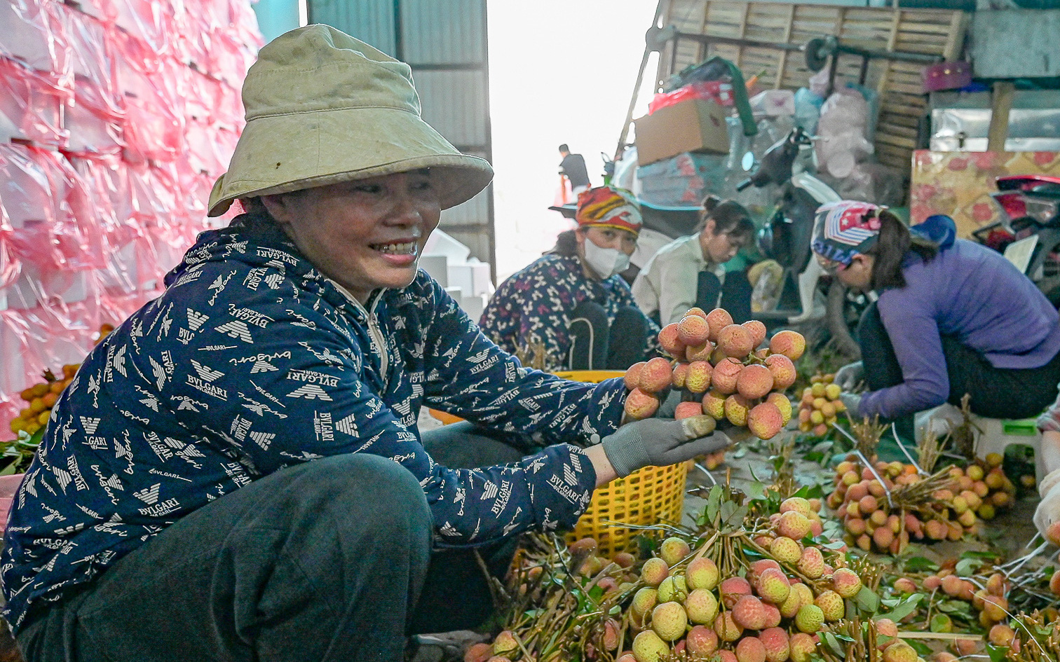 Vải thiều Bắc Giang mất mùa, nhưng được giá- Ảnh 2. Vải thiều Bắc Giang vào vụ, giảm sản lượng nhưng được giá