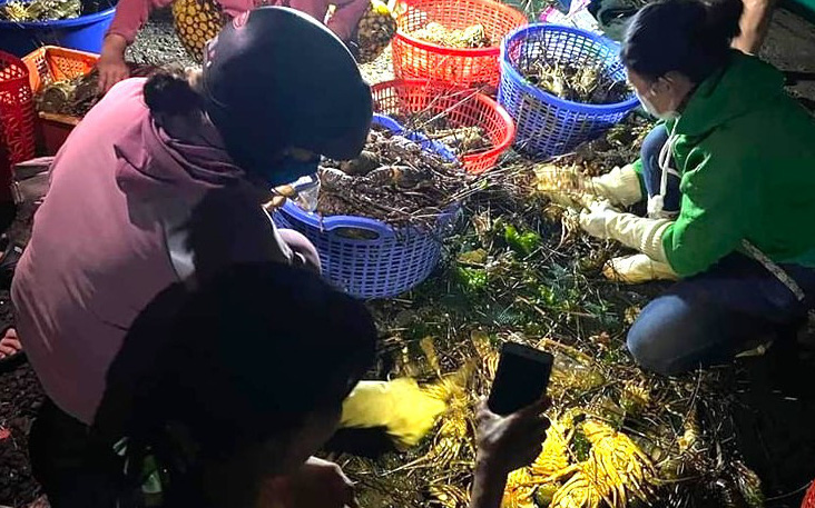 Thời tiết hôm nay 22-5: Từ Thanh Hóa trở vào Nam Bộ có mưa to, Bắc Bộ ngày nắng- Ảnh 2. 25 tấn tôm hùm xanh chết do thời tiết nắng nóng kết hợp mưa dông