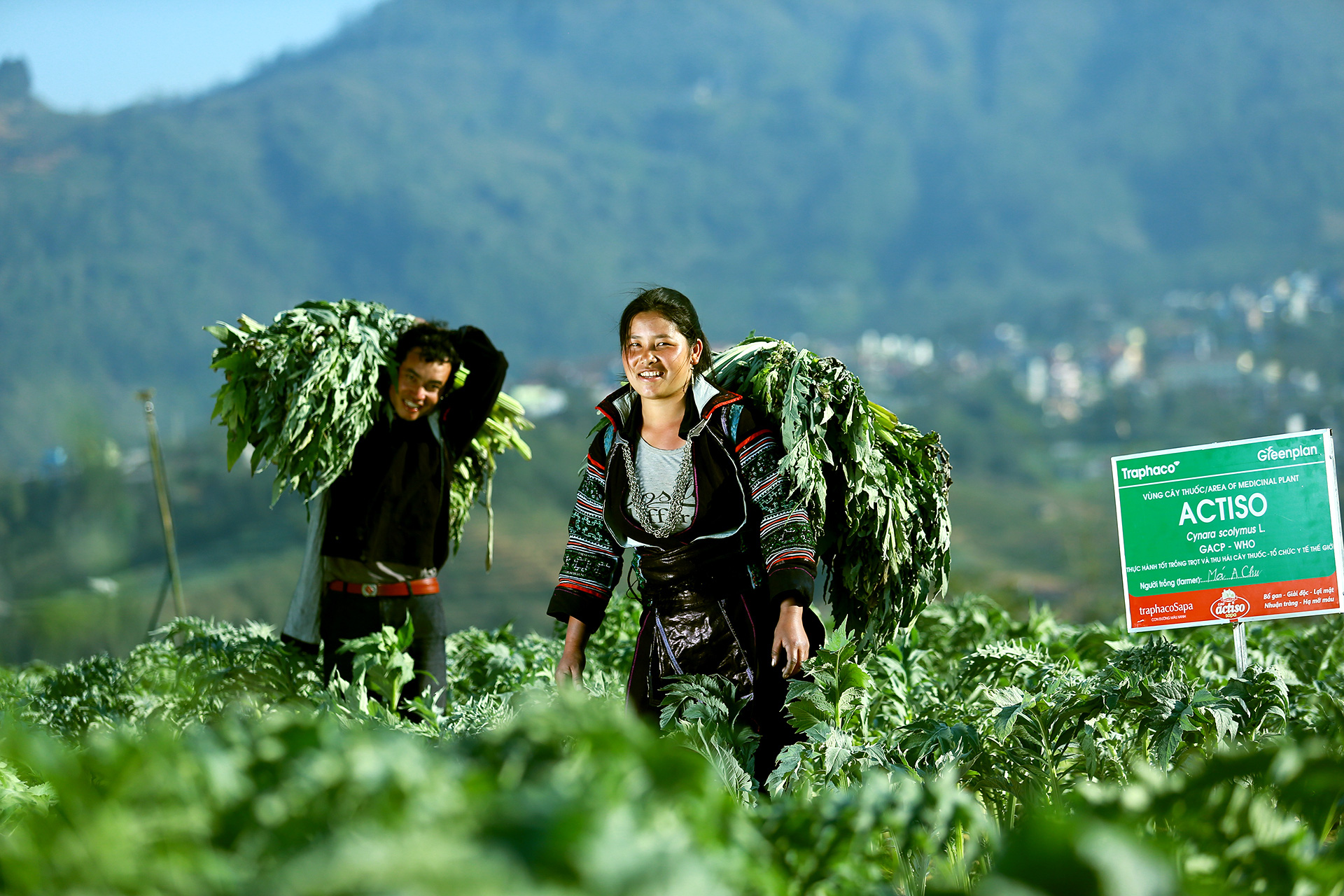 Người dân tại Sa Pa, Lào Cai trồng trọt và thu hoạch Actiso theo tiêu chuẩn GACP-WHO