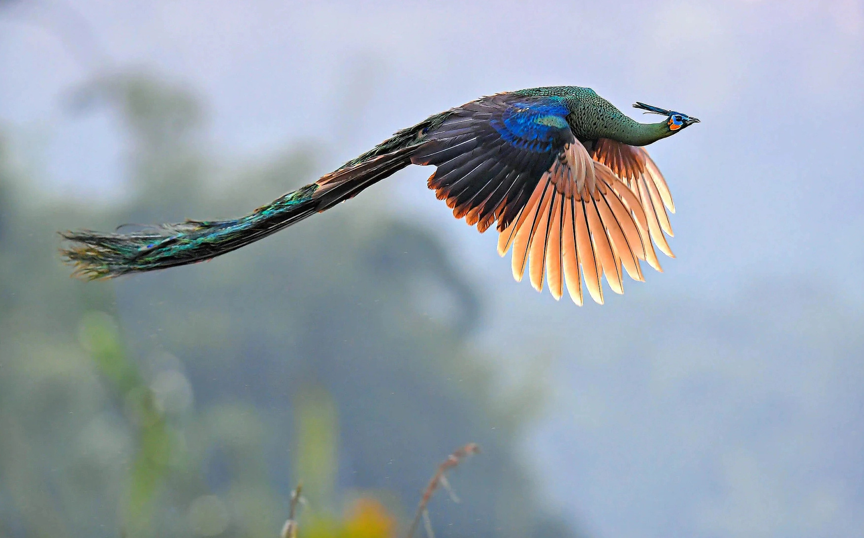 কাজ Tác phẩm