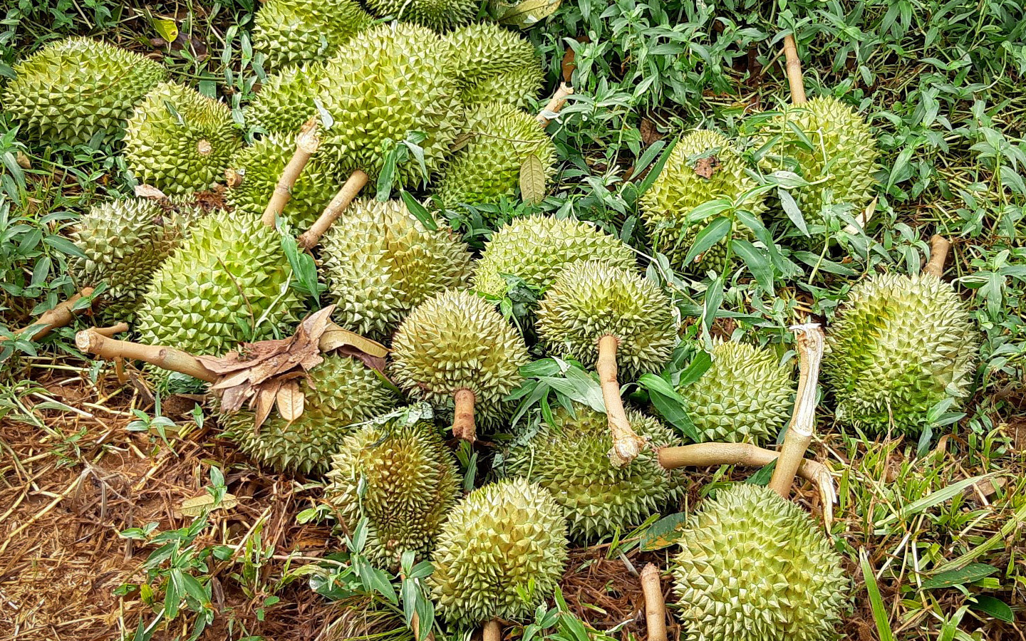 Sầu riêng sắp hái rụng trái la liệt, nông dân buồn thiu- Ảnh 3. Đón mưa lớn đầu mùa trong nỗi buồn vì sầu riêng rụng la liệt