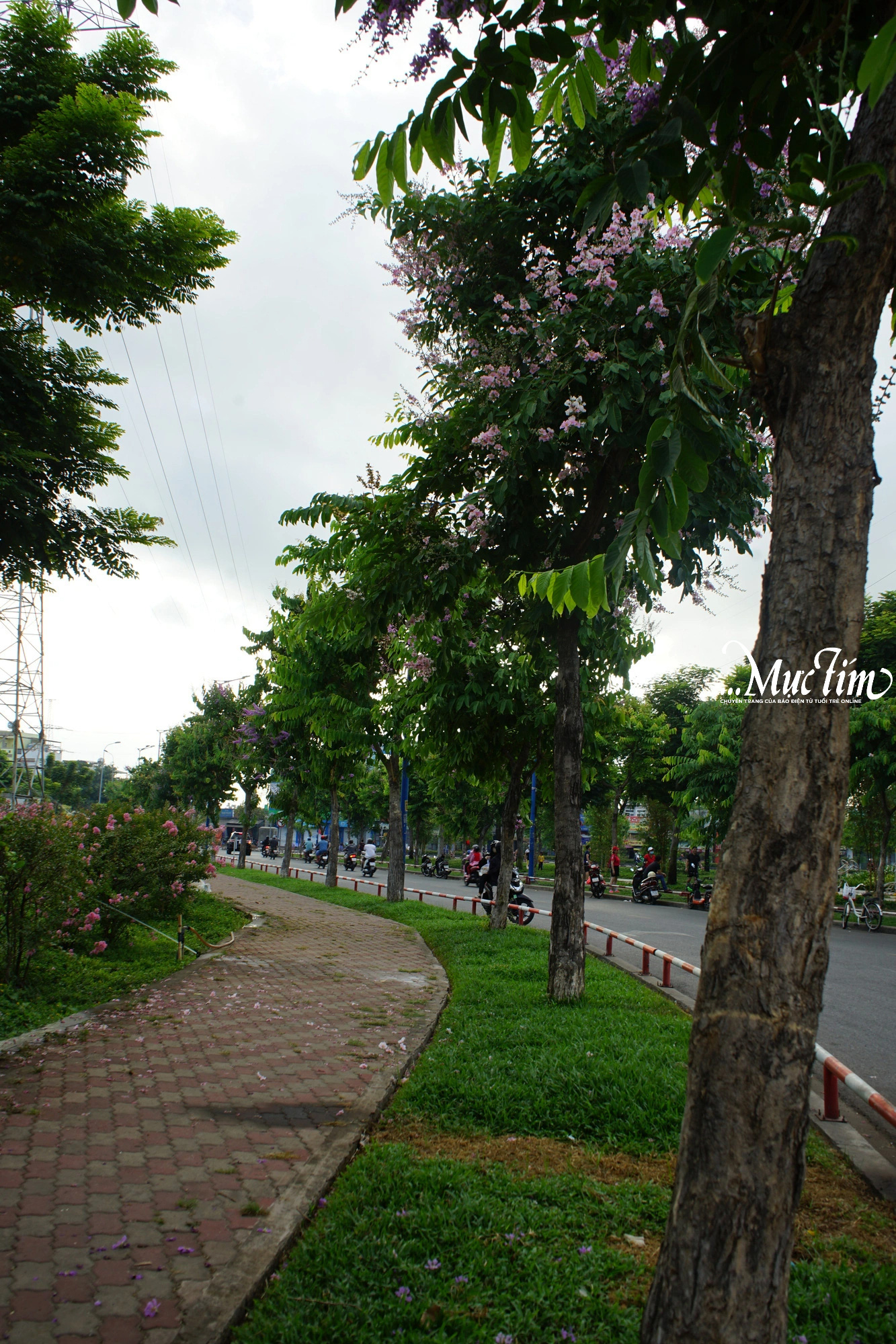 Có một Sài Gòn thơ mộng vào mùa hoa bằng lăng- Ảnh 7.