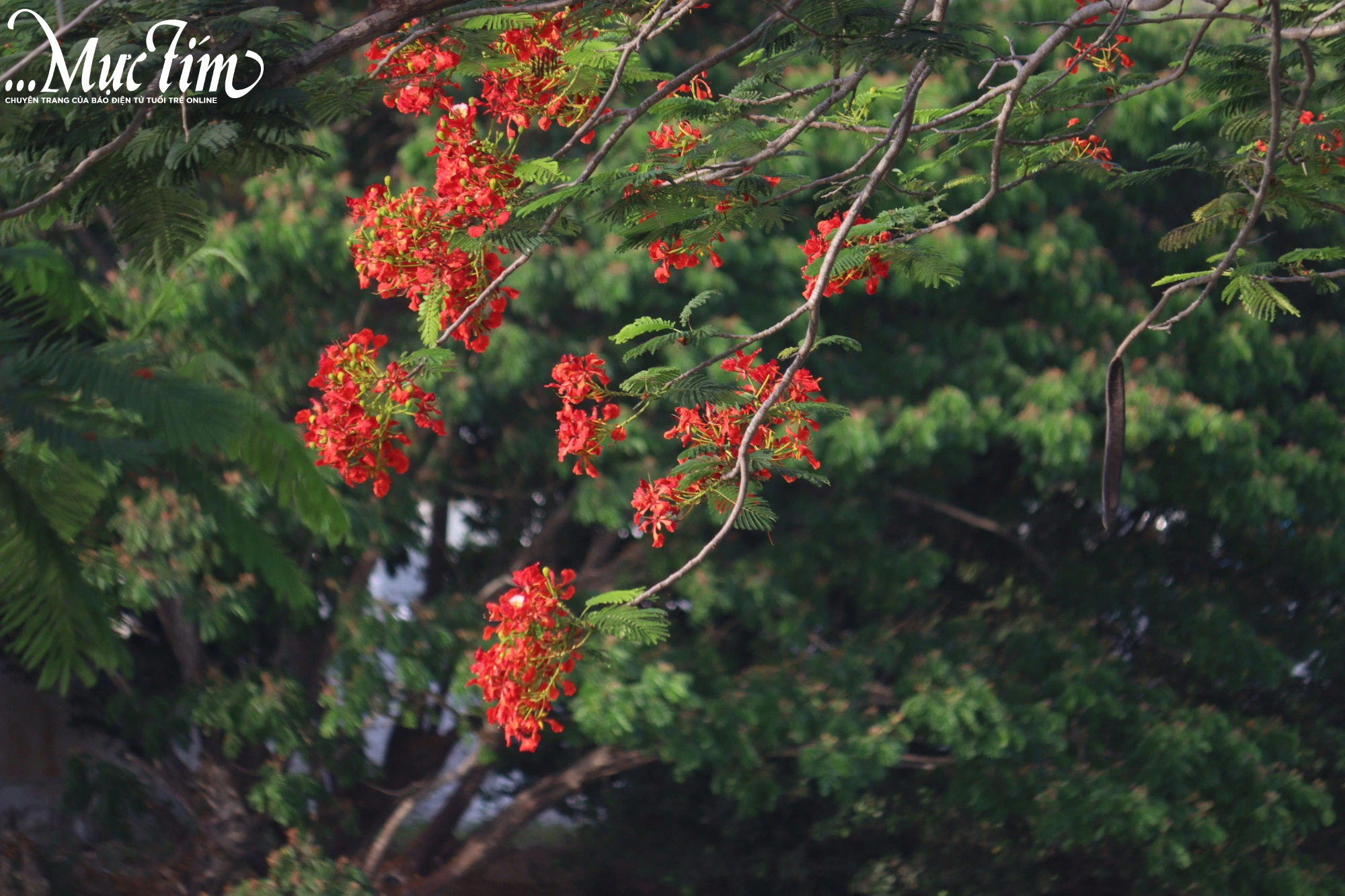 Hoa phượng rực đỏ mang hạ về dòng kinh xáng xứ sen hồng Đồng Tháp- Ảnh 6.