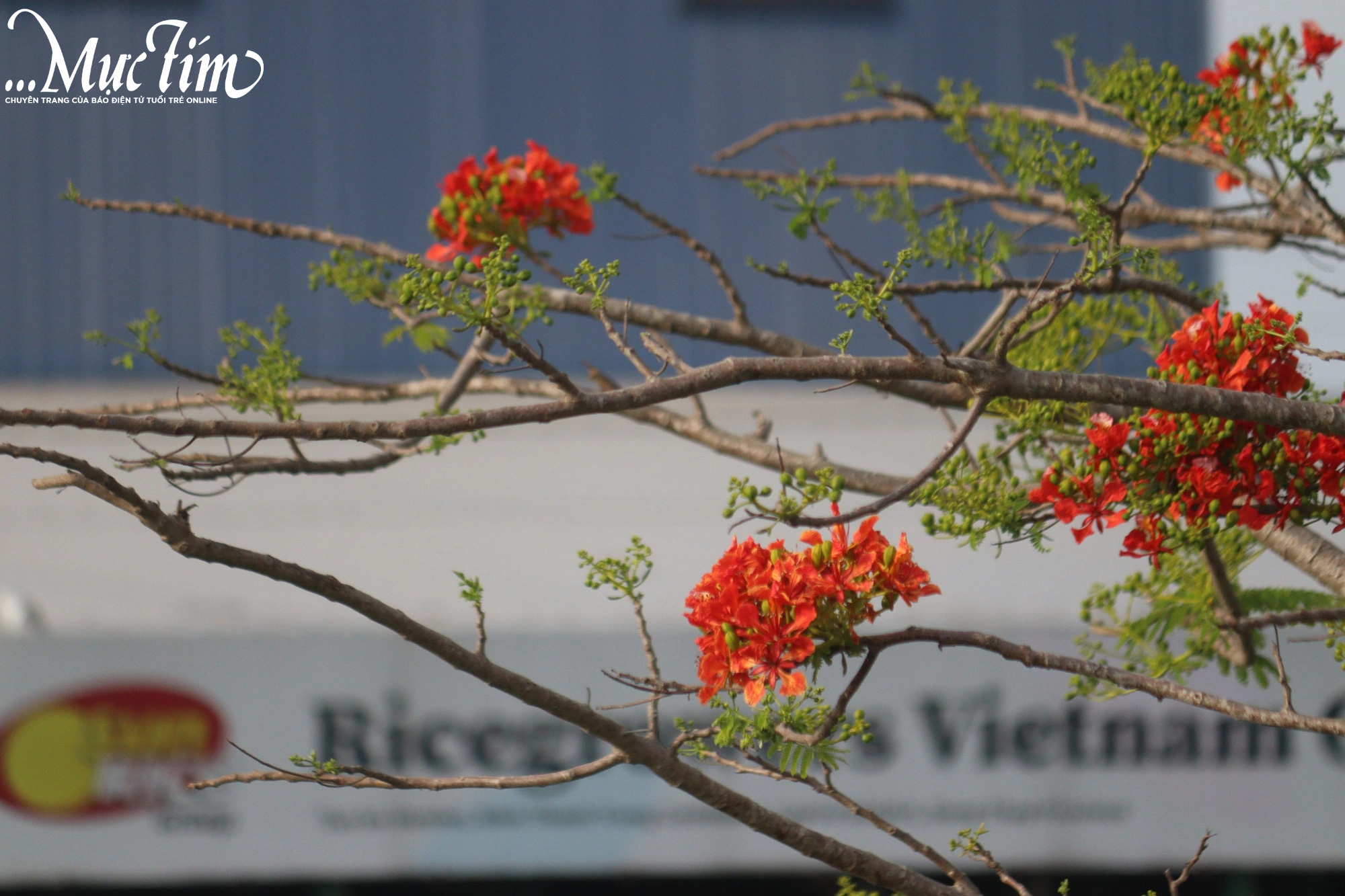 Hoa phượng rực đỏ mang hạ về dòng kinh xáng xứ sen hồng Đồng Tháp- Ảnh 8.