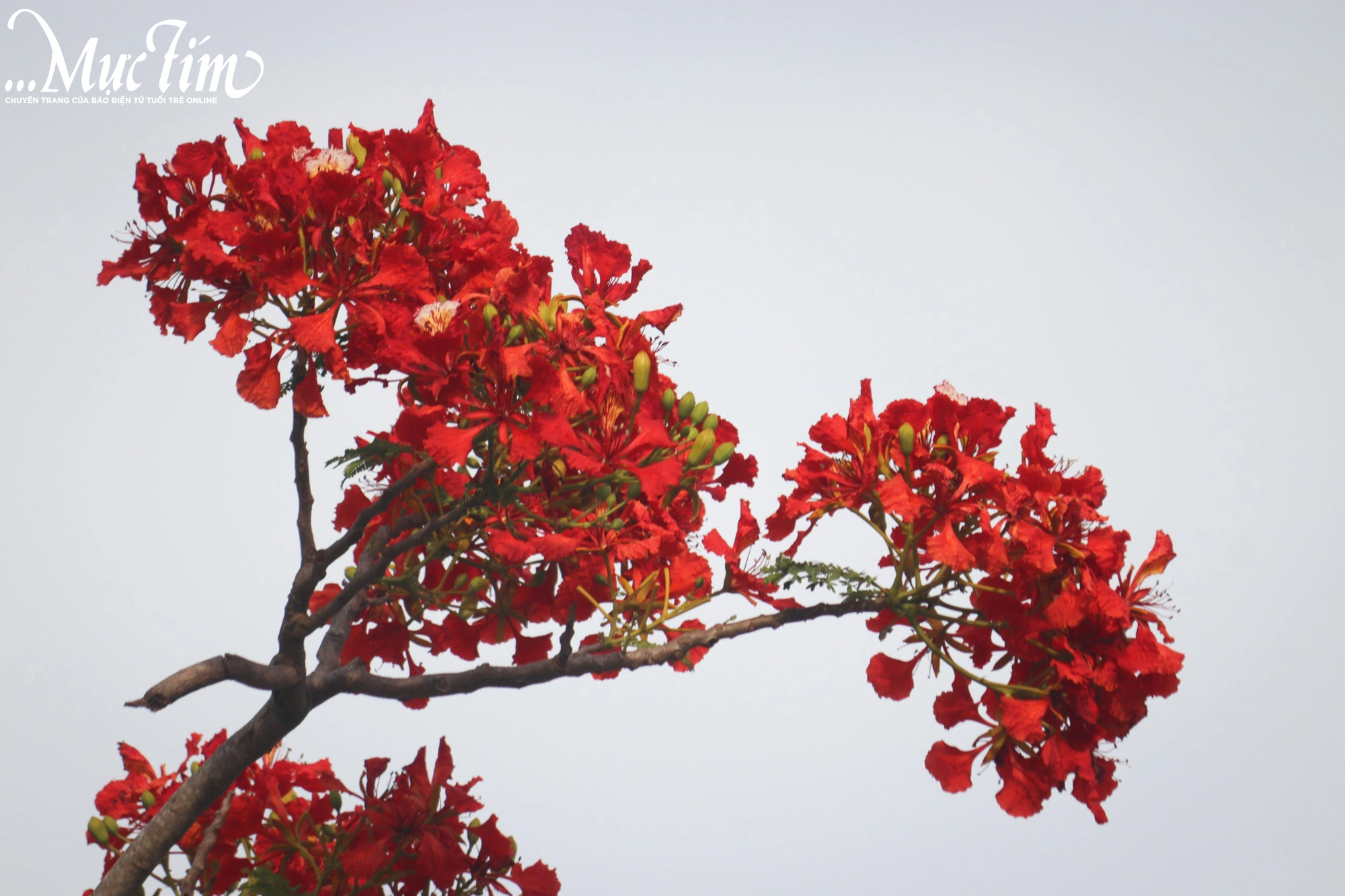 Hoa phượng rực đỏ mang hạ về dòng kinh xáng xứ sen hồng Đồng Tháp- Ảnh 15.