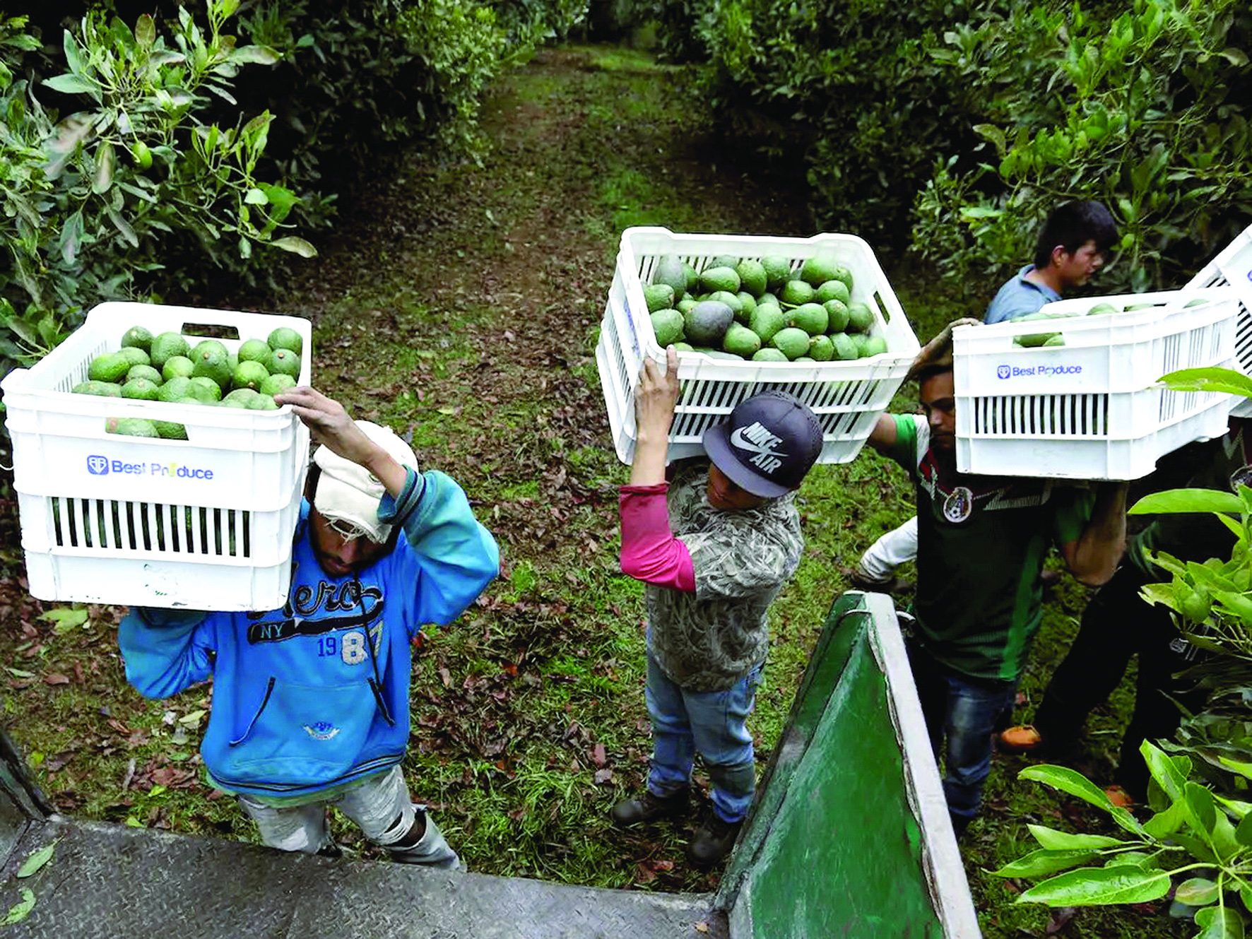 Vận chuyển bơ Đắk Lắk đi Đà Nẵng