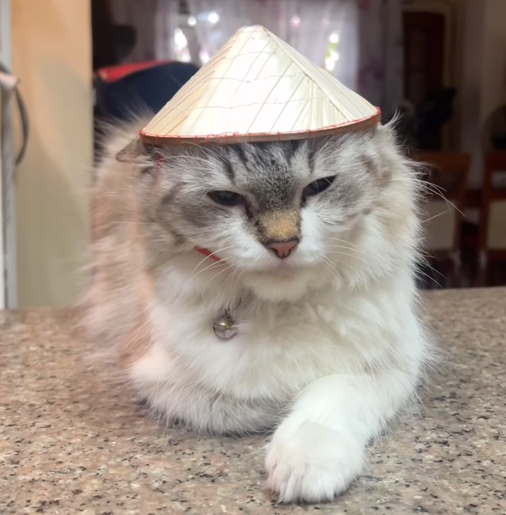 Con un mini sombrero cónico comprado en el mercado de Dong Xuan, el ...